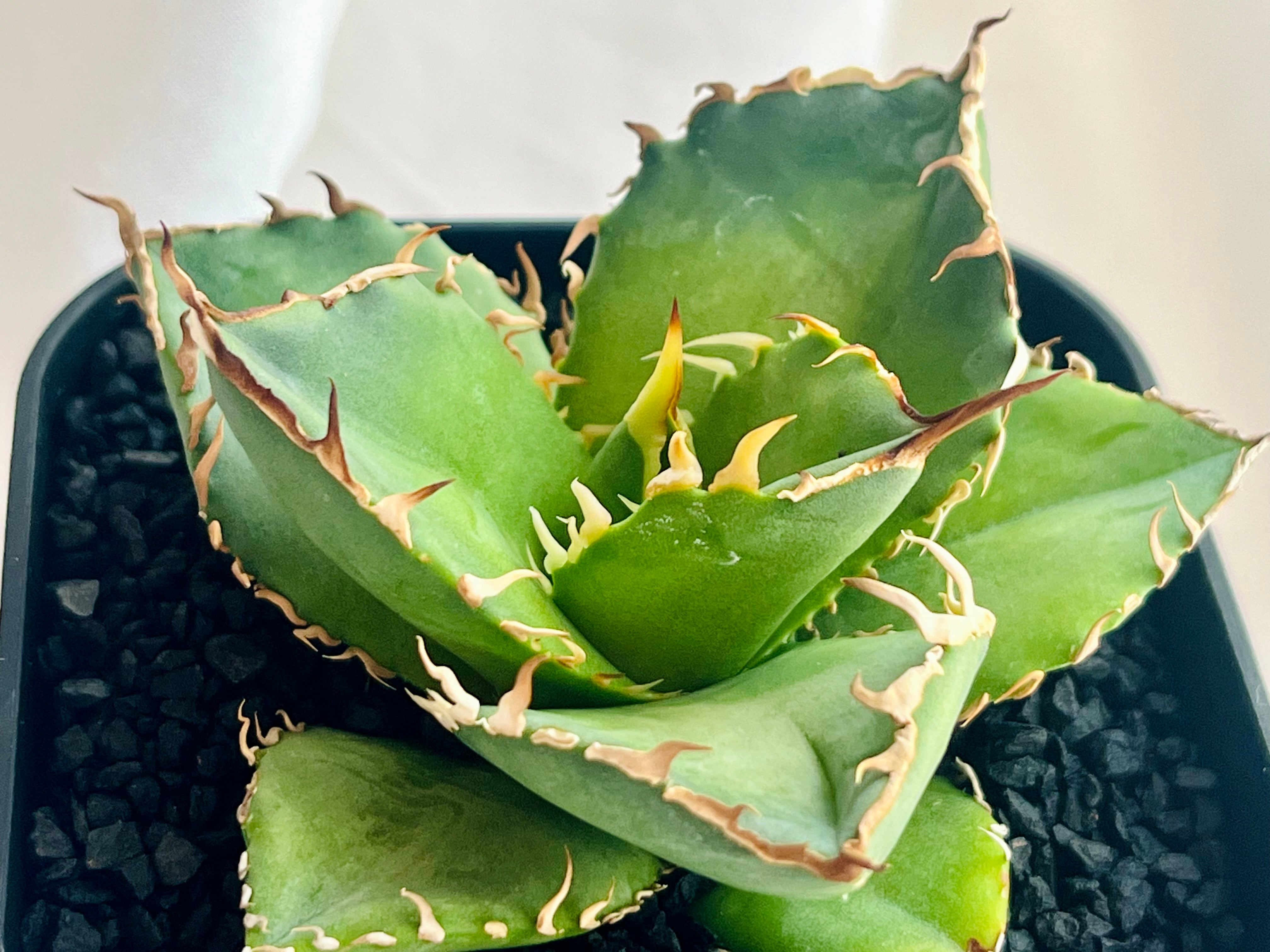Agave titanota アガベ チタノタ FO-076 多肉植物 | plants MARU Agave titanota アガベ チタノタ FO-076 多肉植物 | plants MARU