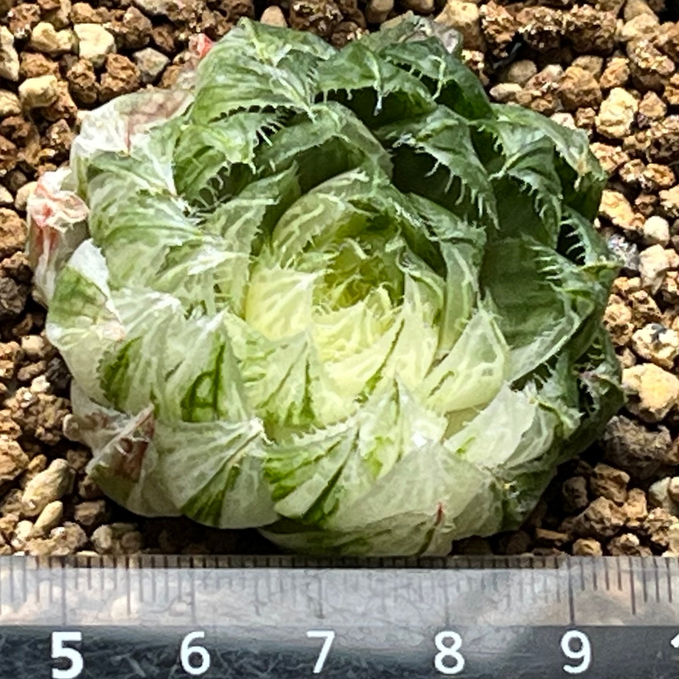 ハオルチア 桜水晶錦 | mocono_plants