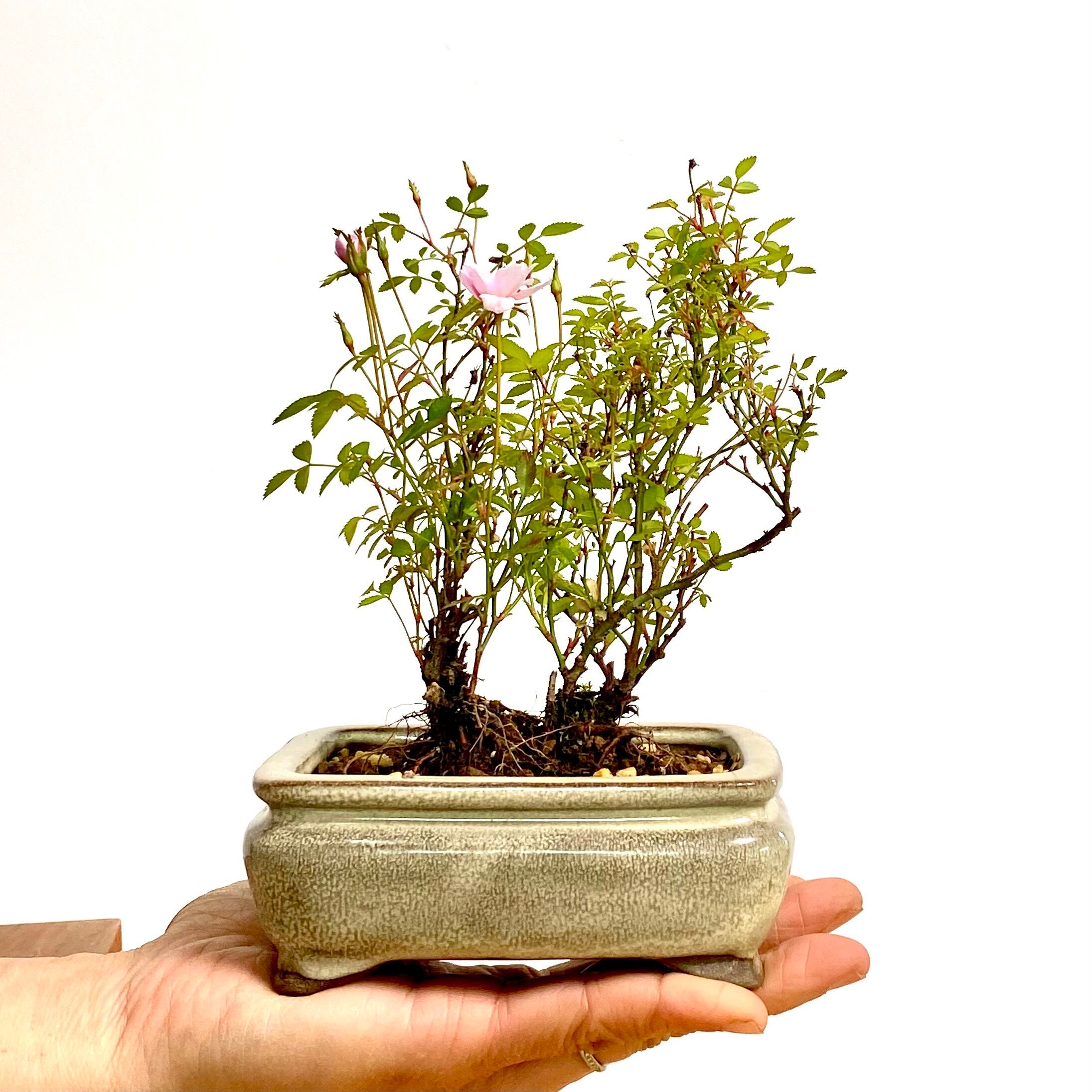 姫乙女 ヒメオトメ（バラのミニ盆栽）白長方鉢｜高さ 約18cm | BONSAI
