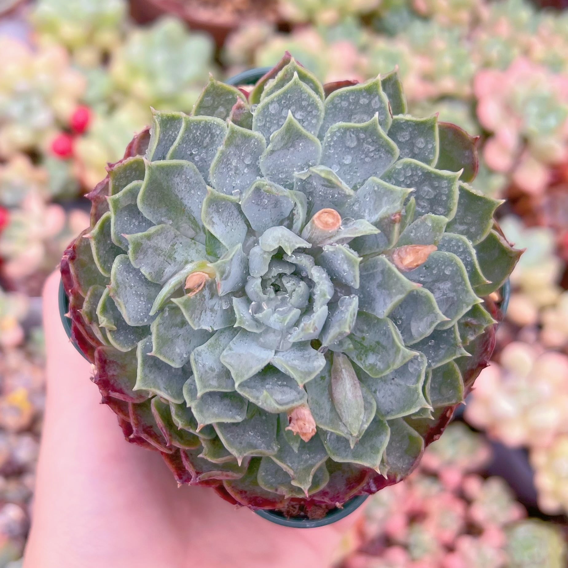 現品　朱砂痣#1000　るる農園