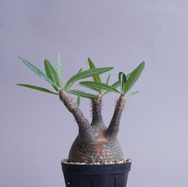 パキポディウム グラキリス no.6〈発根済み〉