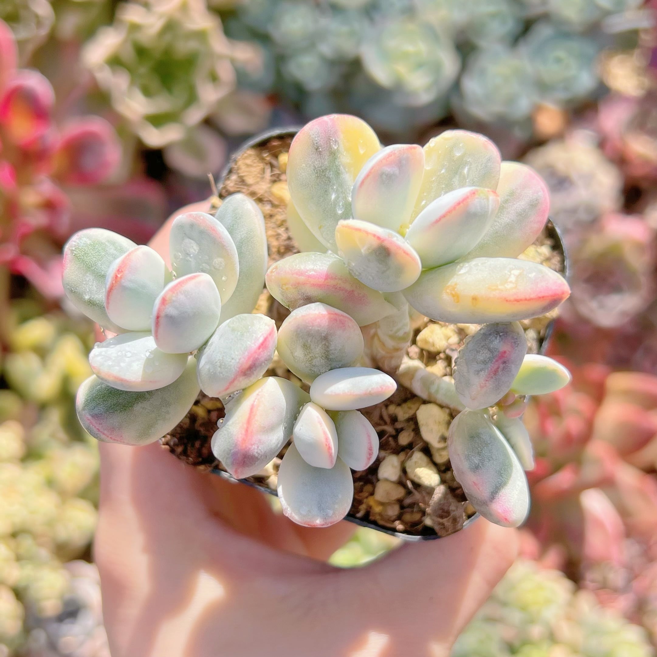 現品　達磨福娘錦#A04　るる農園