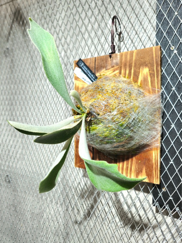 P. veitchii Auburn River, P. willinckii cv. Bulma sporeling【artPLANTs】ビカクシダ/Platycerium