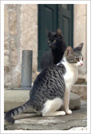 Dubrovnik（ドゥブロヴニク）の猫 ｜ クロアチアの風景ポストカード