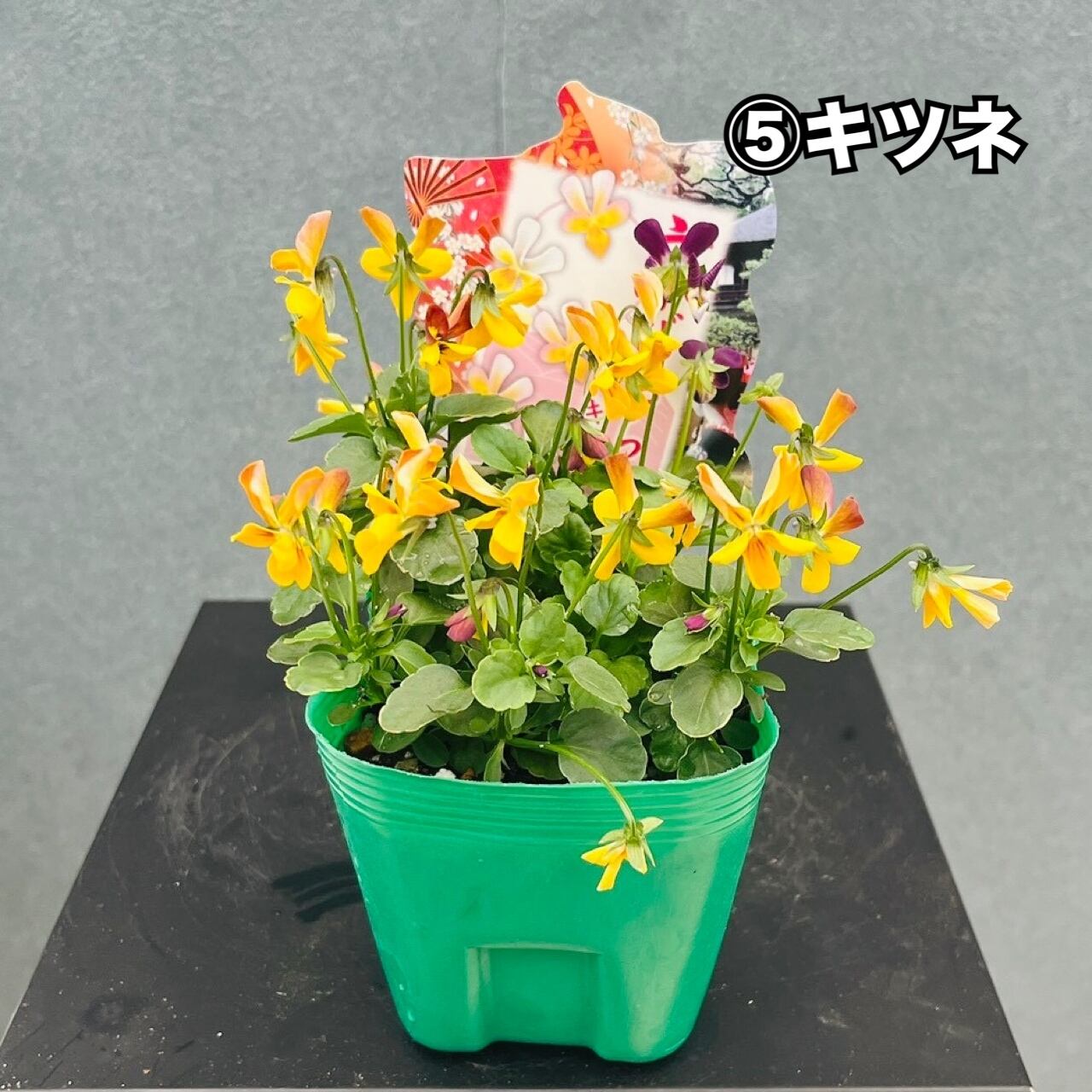 在庫］京びおら 20ポットMIX 3.5号 庭 ガーデニング 花 小輪 スミレ科