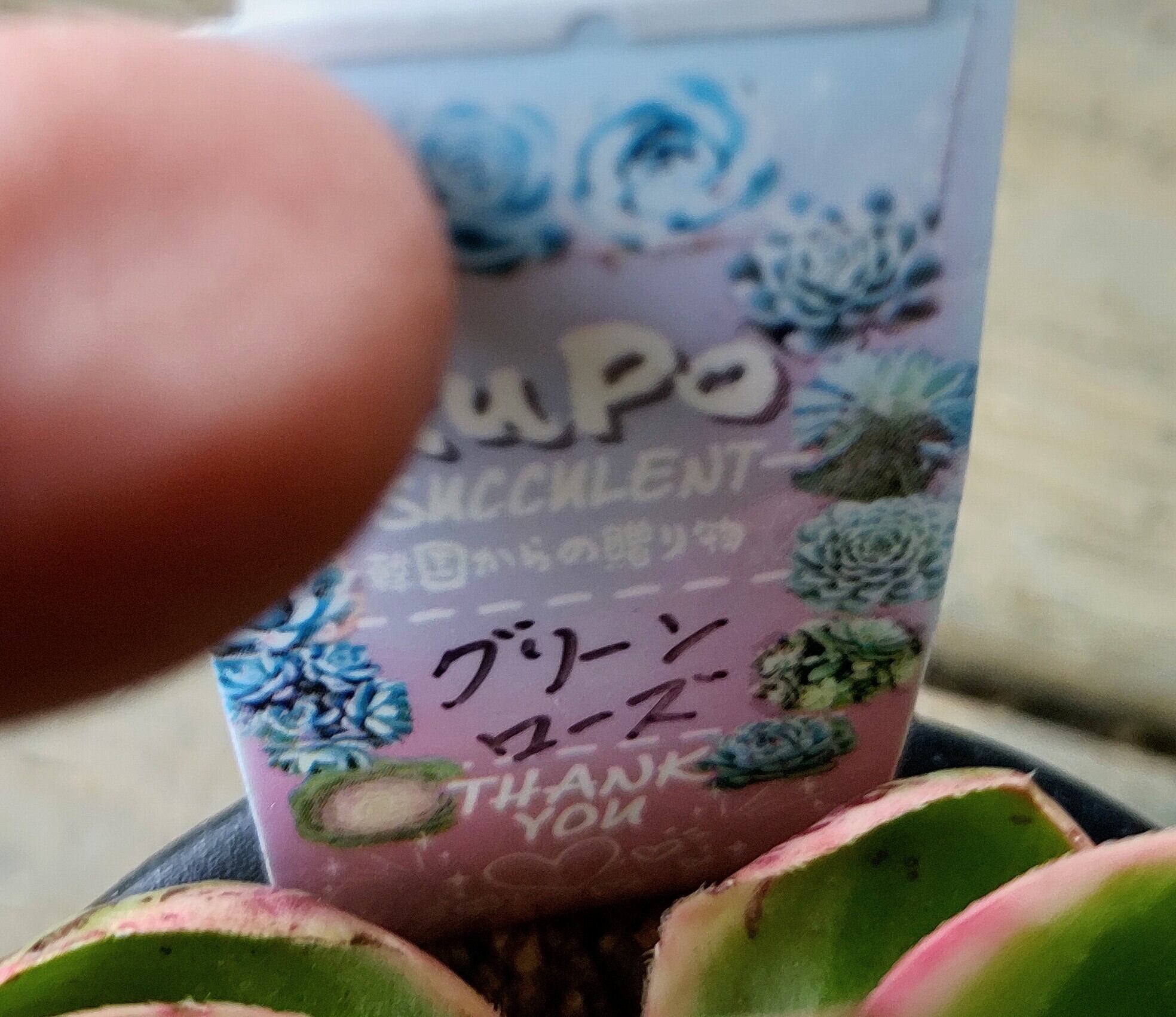 グリーンローズ(アエオニウム) | RuPo 多肉植物専門店