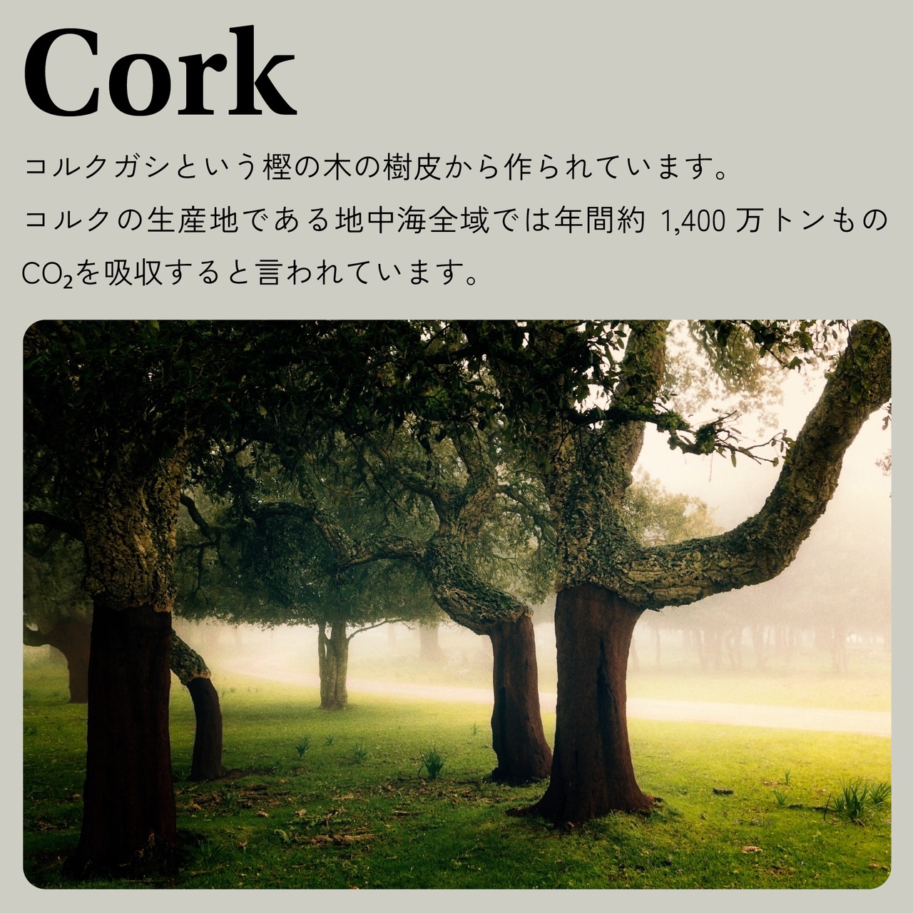 Kotyle 二つ折り財布 オリーブ＆ナチュラル コルク製 小銭入れ付き