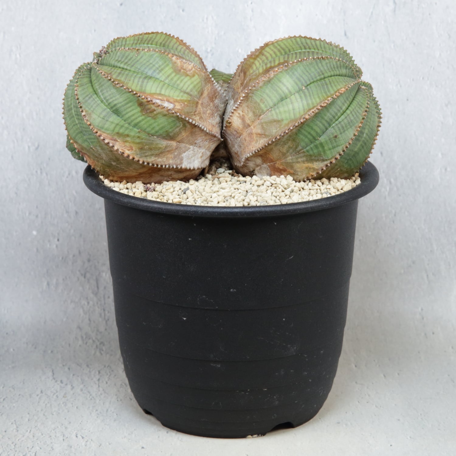 超厳選株】ヴィンテージ 超大株 最大幅 約17cm ダブルヘッド 仔吹き