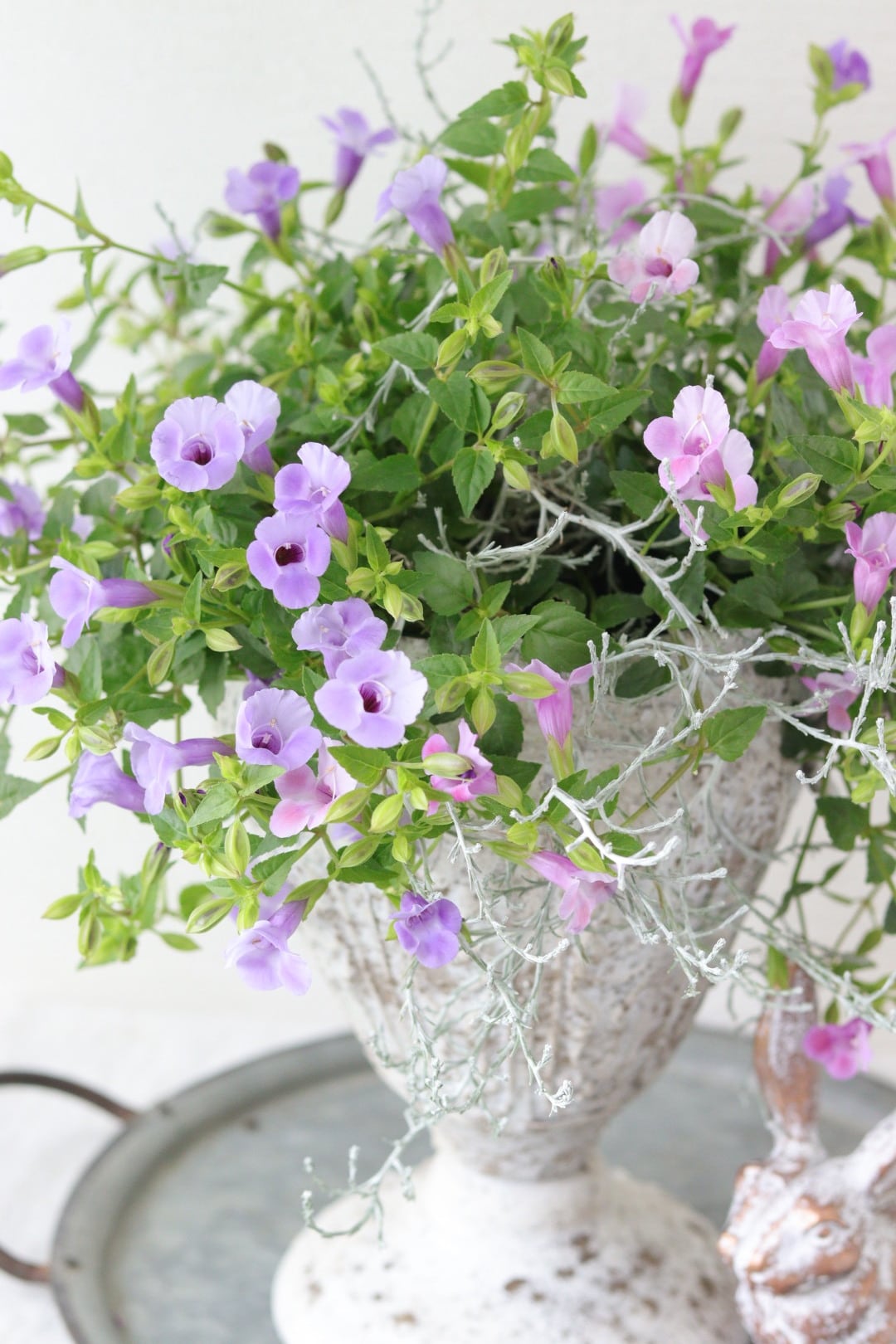 スーパートレニアのアンティークカップ寄せ植え スーパートレニアのアンティークカップ寄せ植え | Total Plants Egret