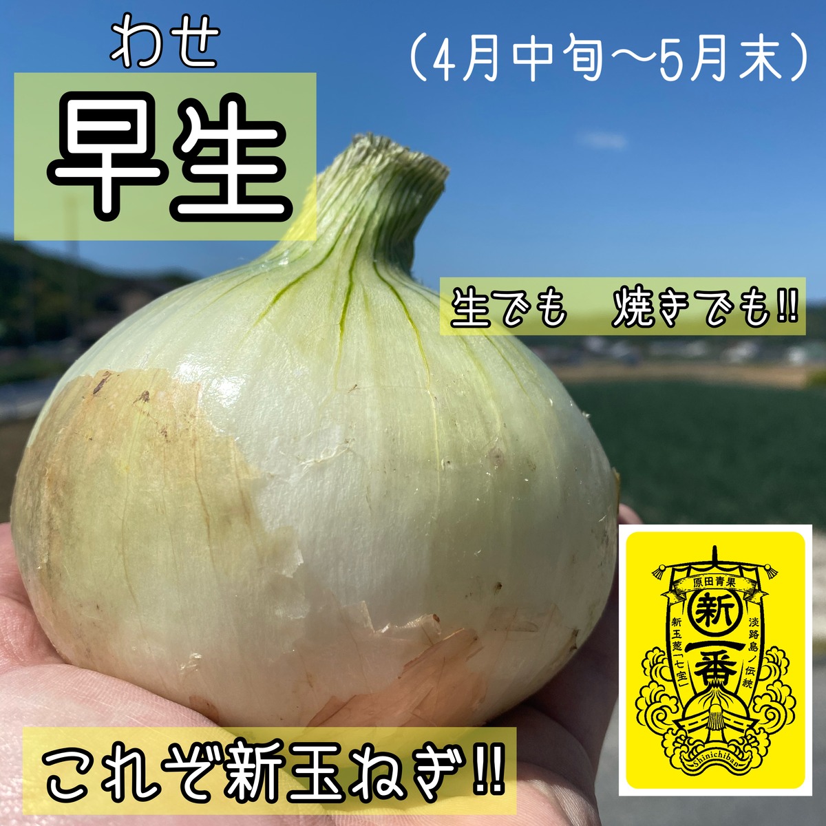 淡路島新玉ねぎ 新一番 20kg 送料・税込み | 原田兄弟の一番玉ねぎ