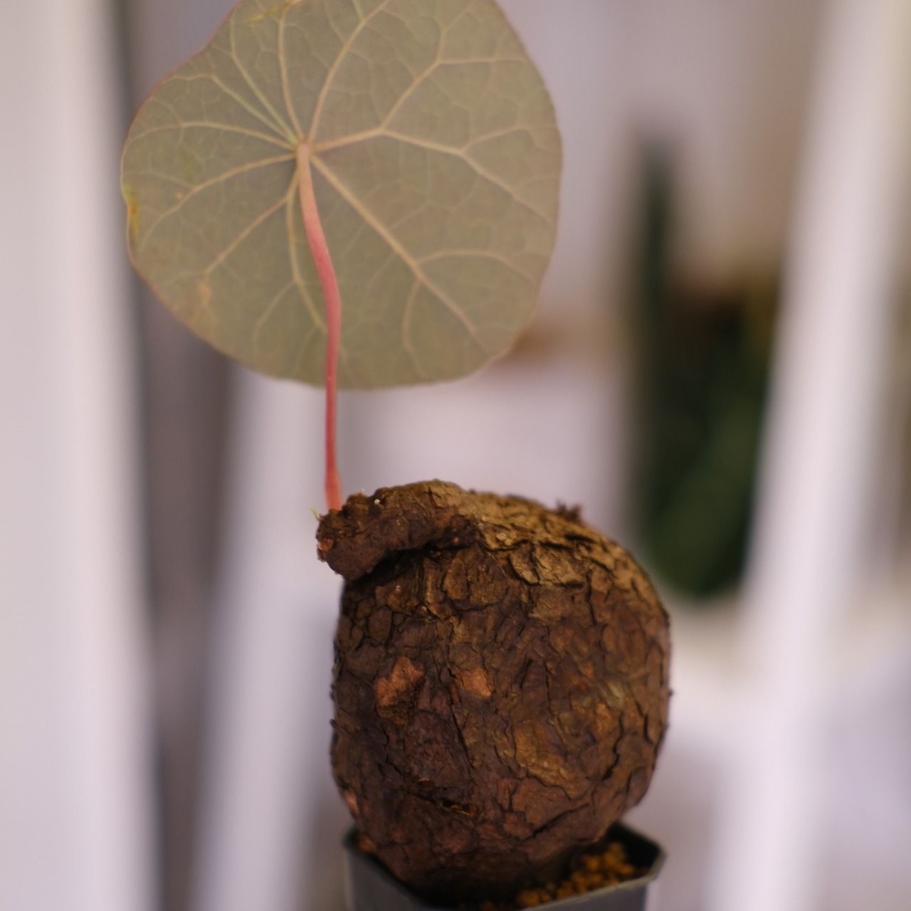 Stephania kaweesakii│ステファニア カウィーサキー③│観葉植物