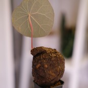 Stephania kaweesakii│ステファニア カウィーサキー③│観葉植物