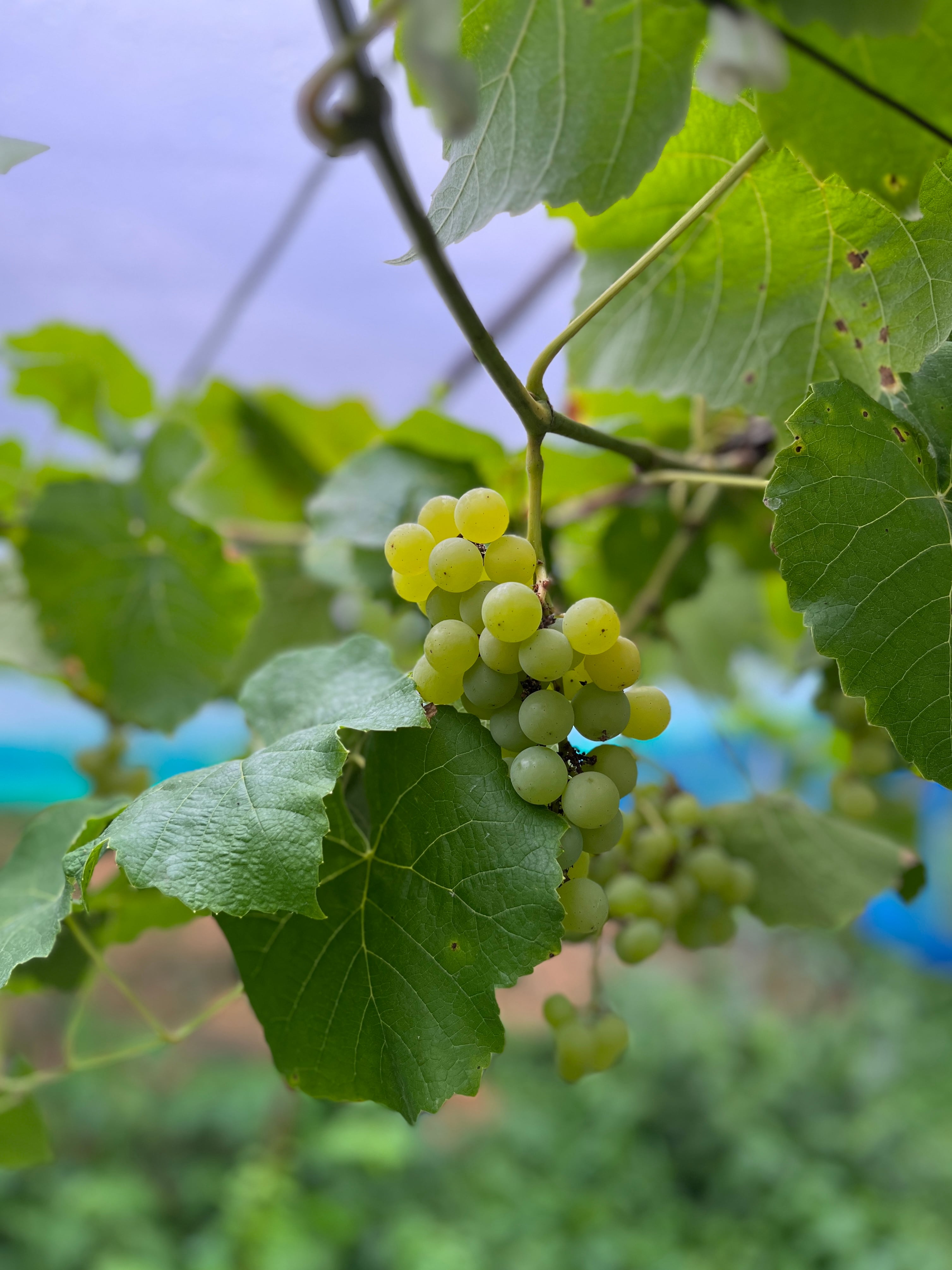 葡萄｜2種類入り［9/10（木）11（金）到着分］ | UKA Greengrocer