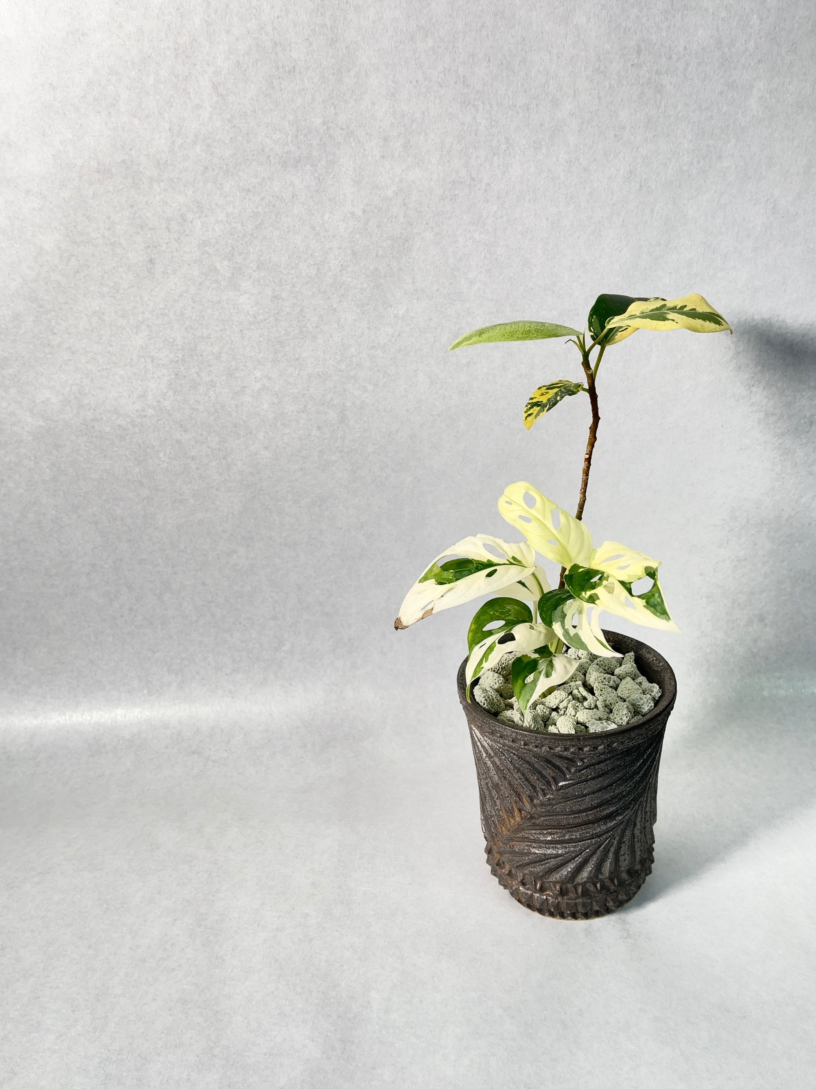 花宇宙×trigger】植栽E | trigger