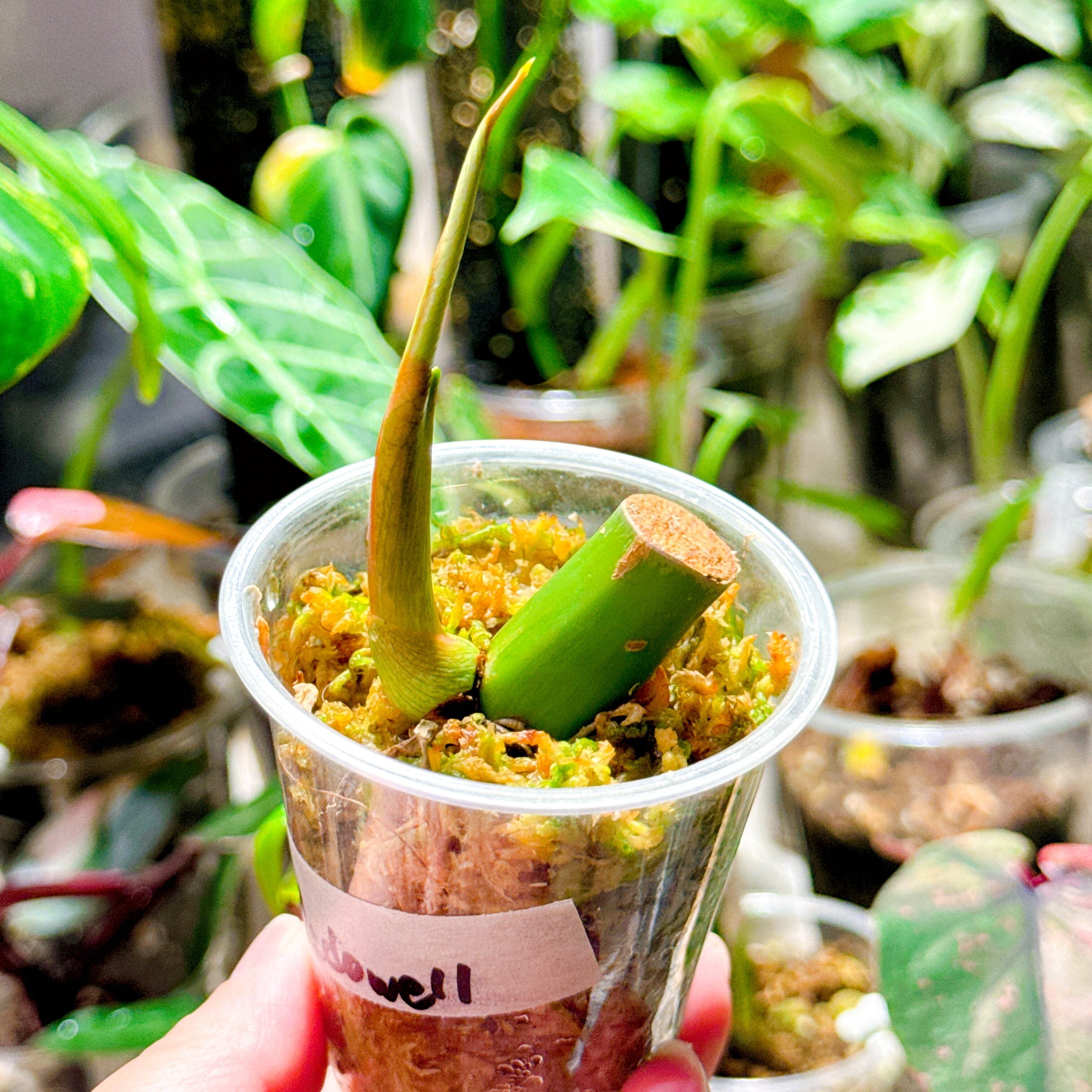 フィロデンドロン キャラメルマーブル 斑入り 【公式通販】