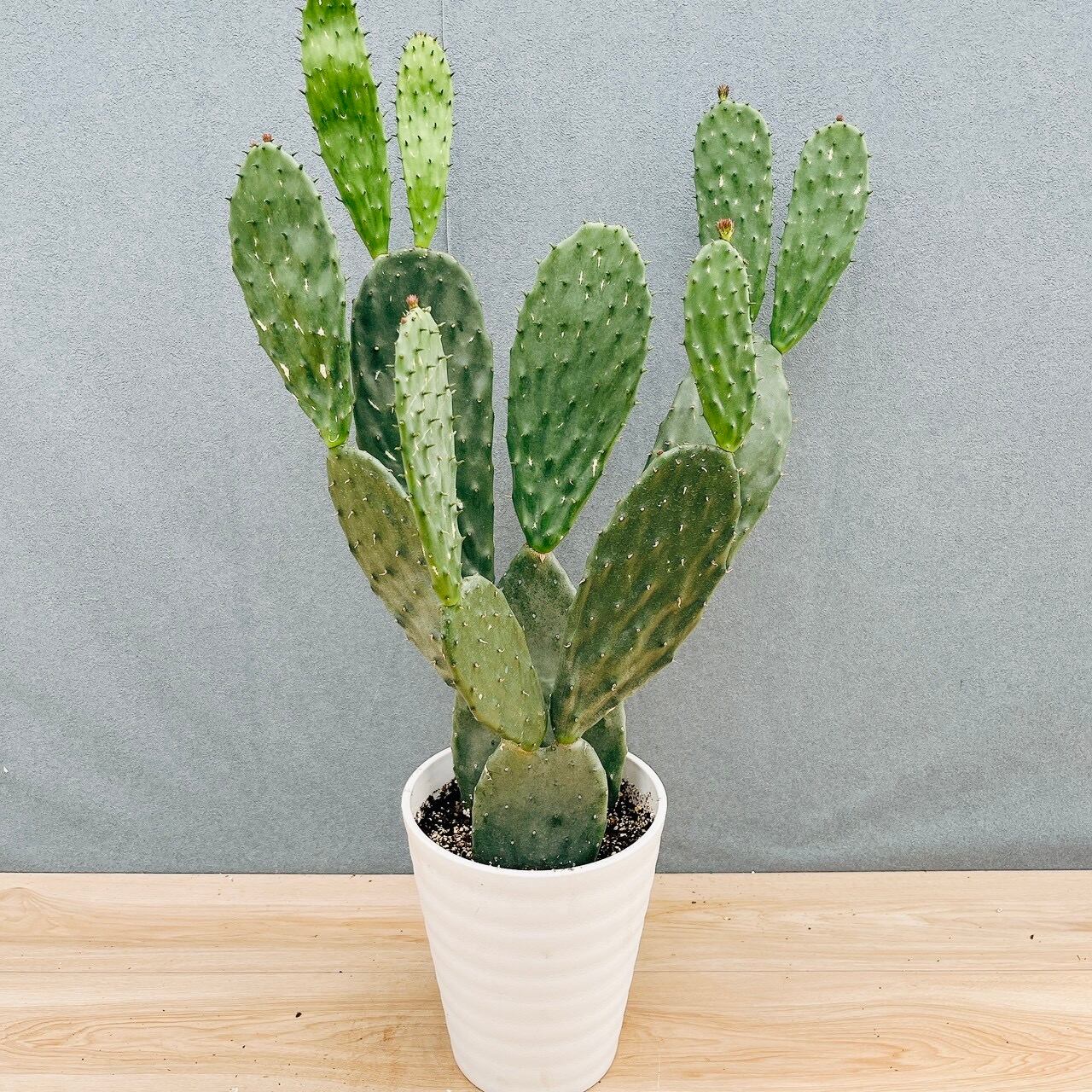 現品］A ウチワサボテン 7号 観葉植物 室内 おしゃれ かわいい 多肉