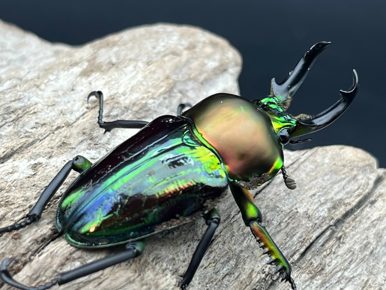 《ニジイロクワガタ 青紋 48mm ペア》セルヴォラン氏委託個体