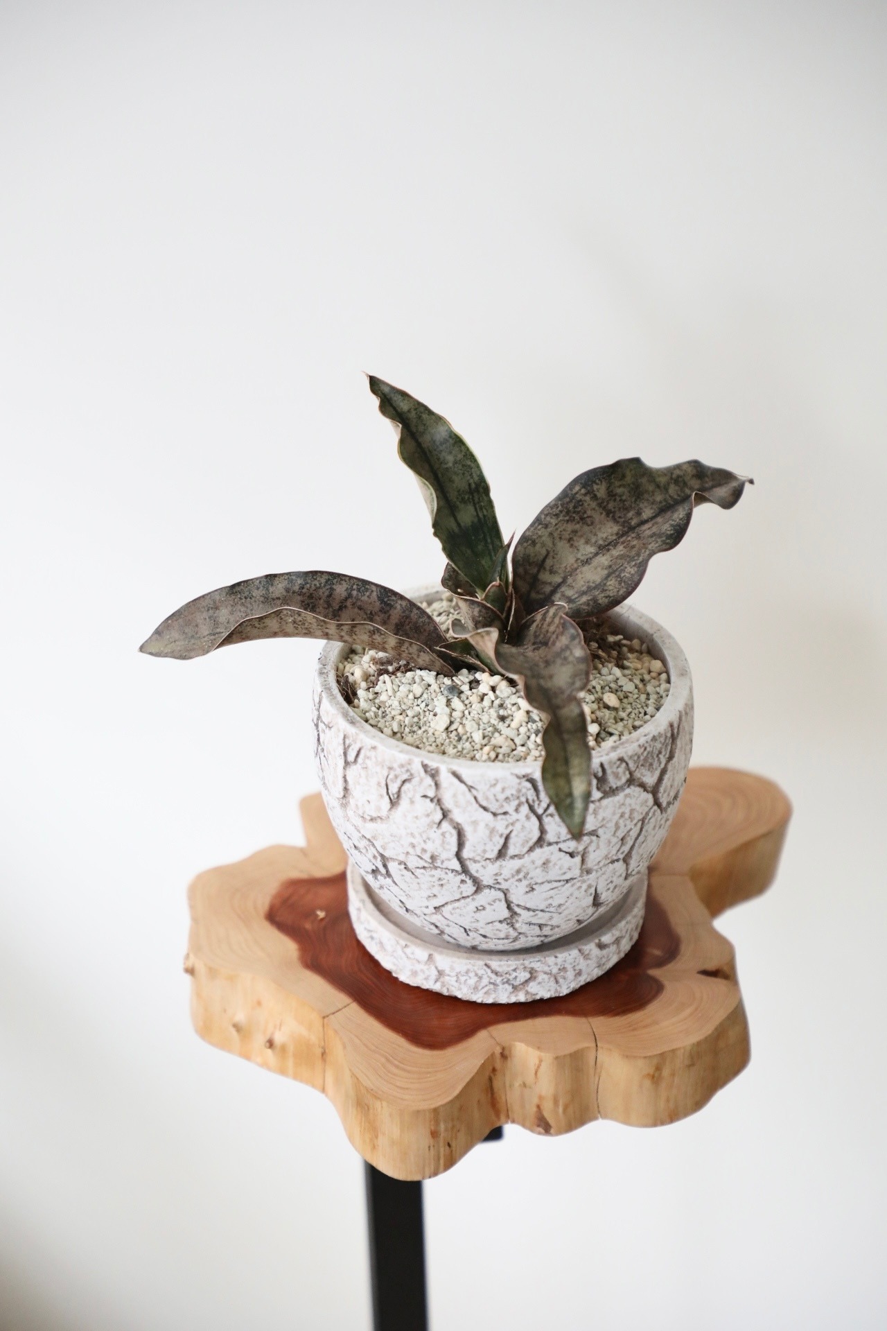 サンスベリア キルキーコバトーン/Sanseveria Powellii　※陶器鉢付き