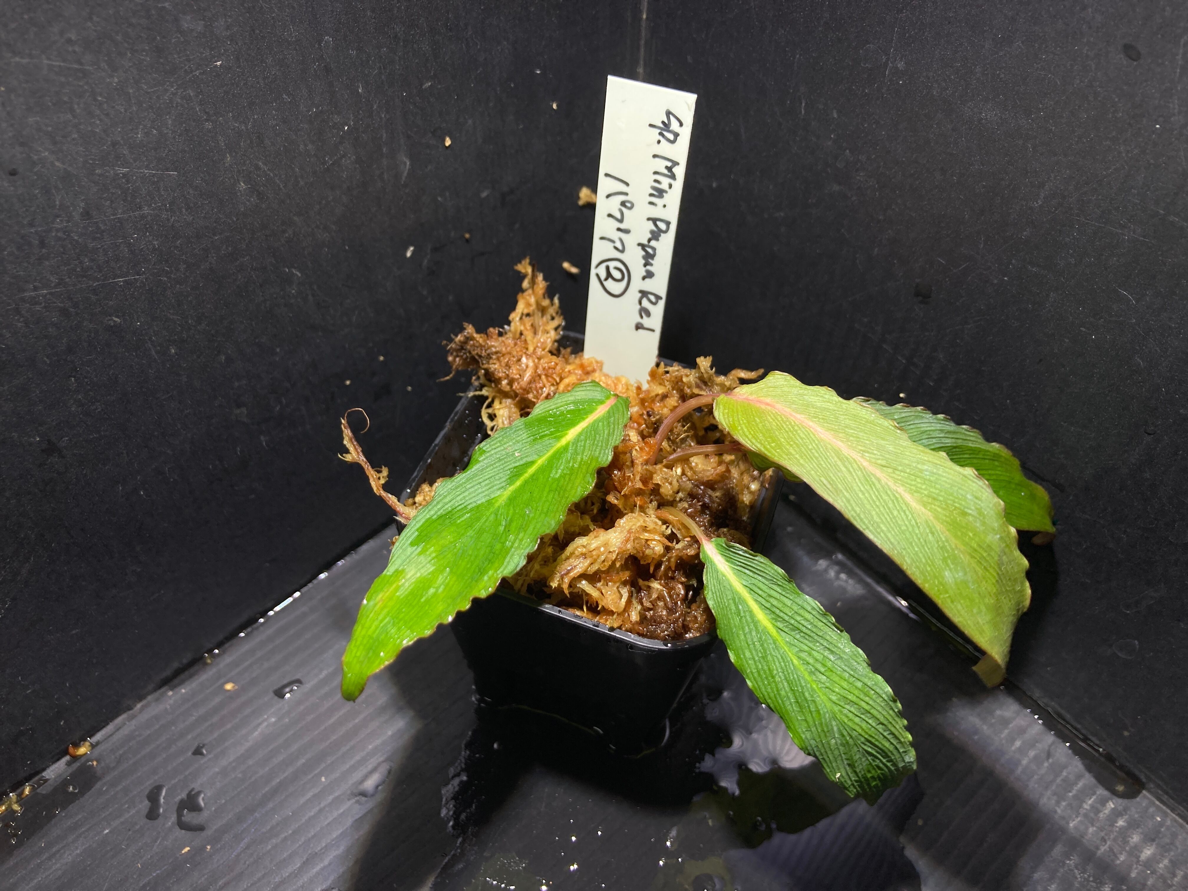 ホマロメナ | AquaFocus