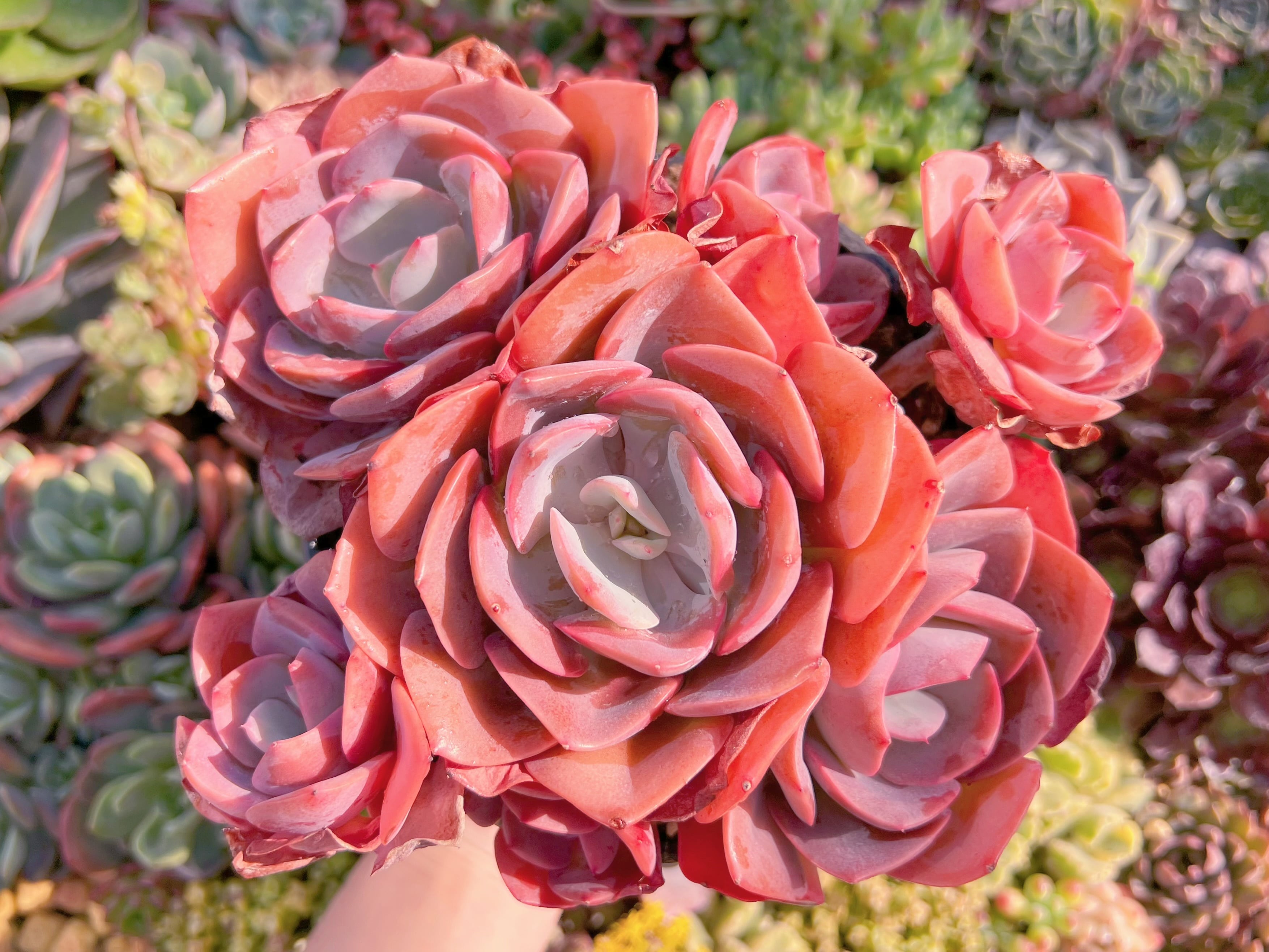 現品　Dusty Rose#M006　特大群生　新入荷　るる農園