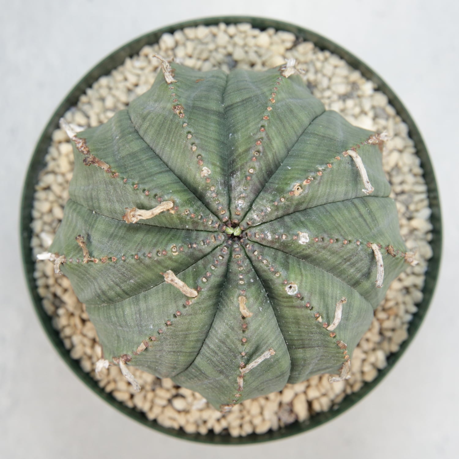 超大株 9.2cm まん丸 良型 オベサ / ユーフォルビア | LIGHTHOUSE