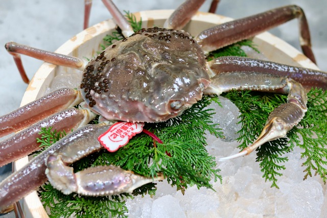 松葉がに 活・生400g（小サイズ）【港直送】