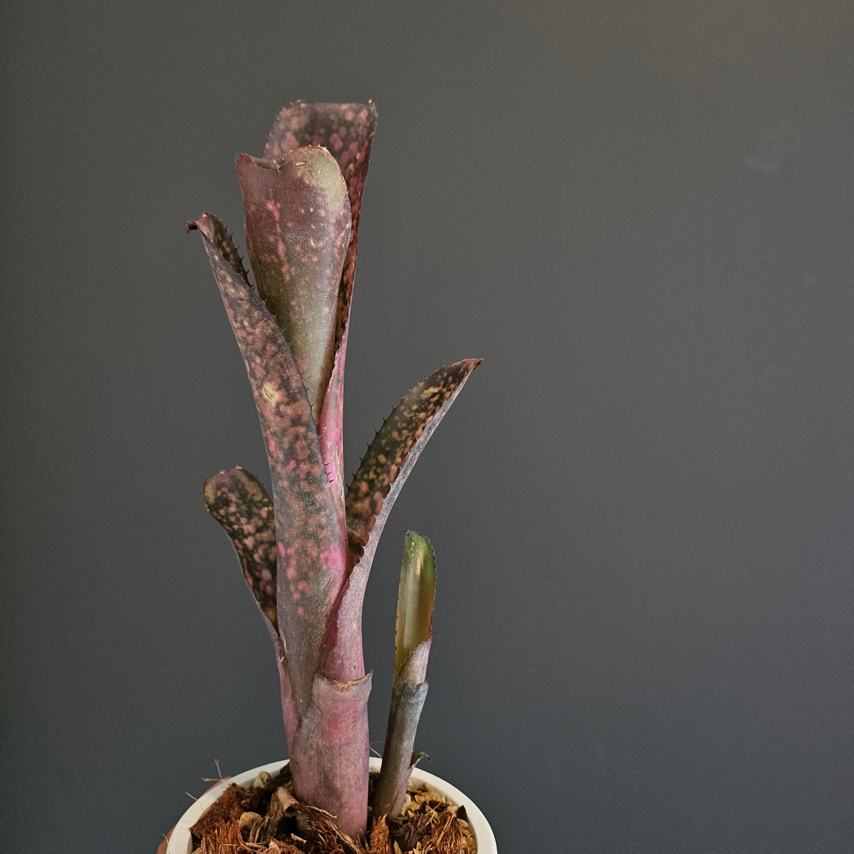ビルベルギア ハイブリッド 43 Billbergia Hybrid 43 | Plants Baka