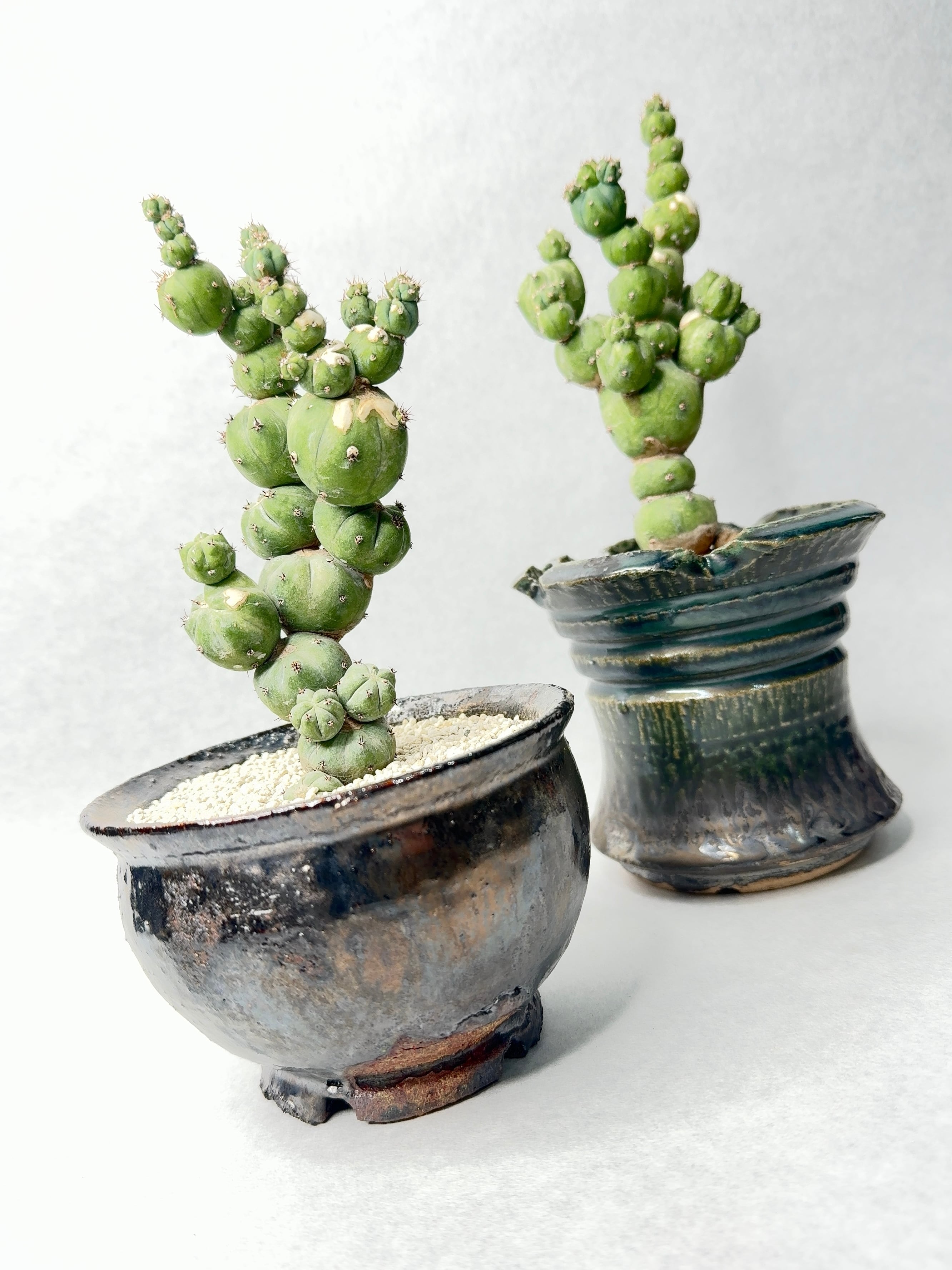 ミルチロカクタス・竜神木hyb.モンストローサ | trigger