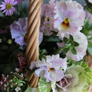 冬から春に楽しむ寄せ植え　ビオラティアードのピンクなカラーのハボタンのバスケットの寄せ植え　お正月にオススメ　届いてすぐ玄関に飾れる 　プレゼントにもオススメ　