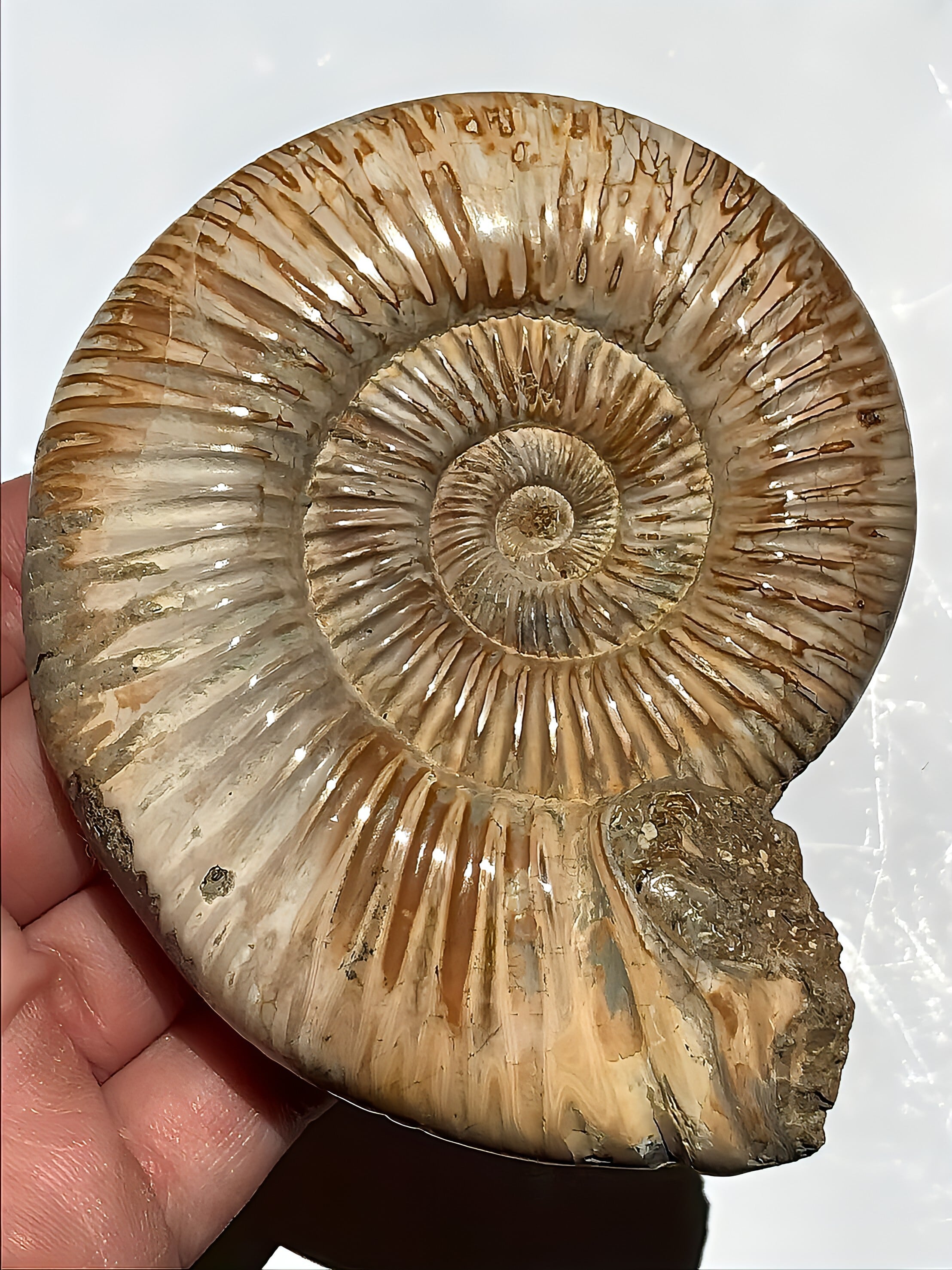 小物1 アンモナイト化石 赤褐色 小物1 アンモナイト化石 赤褐色