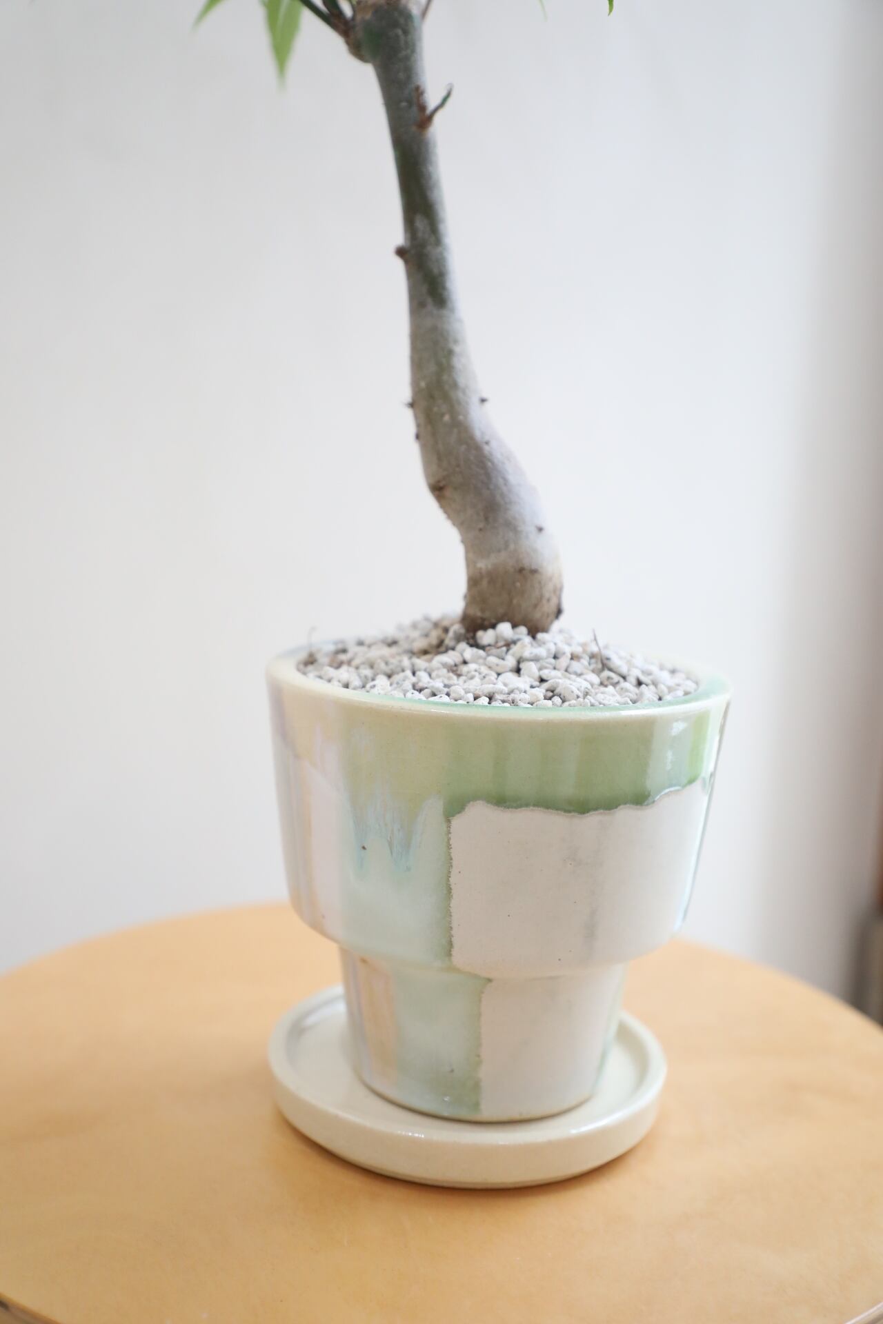M】トックリキワタ/Ceiba speciosa | 【厳選植物・器】MIDORI DOUMEI