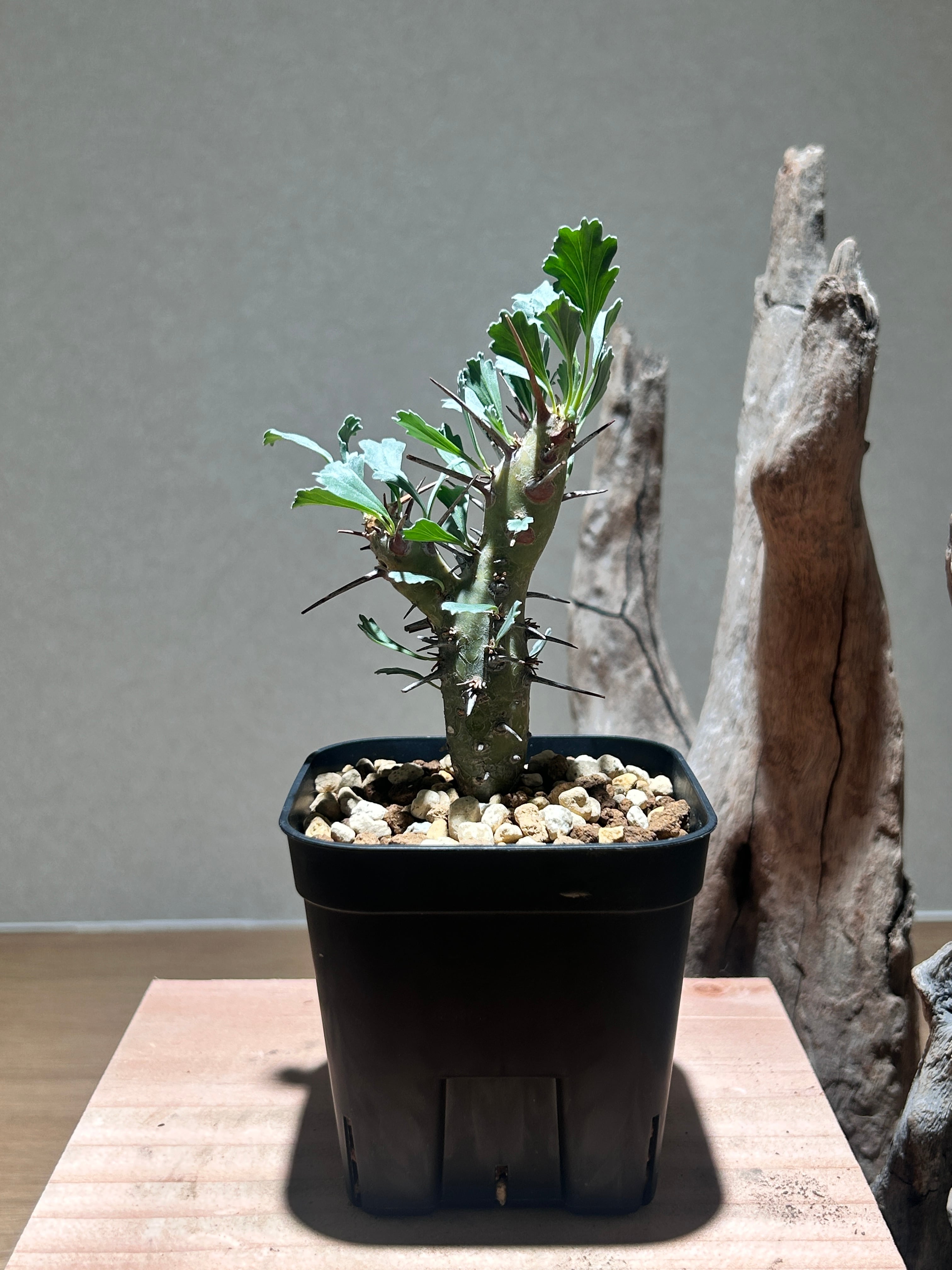 マミラリア 金手毬綴化 鉢セット | アトリエRatel