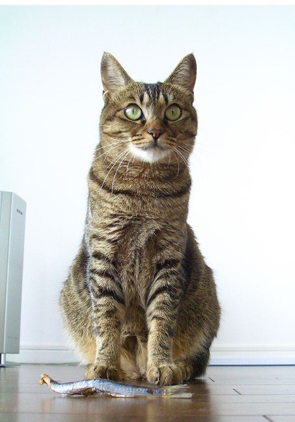 猫 ポストカード The Cat who....余裕のポージング 10x14.8センチ(cm)官製はがきサイズ 猫写真 はがき ねこ葉書 ネコハガキ Postcard アイとちび アイシス