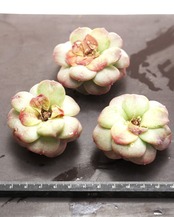 カット苗 ビューティムーン Echeveria 'Beauty Moon'