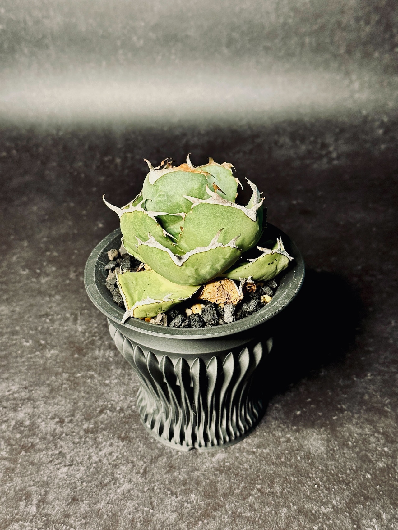 Versa（深型） sizeXL