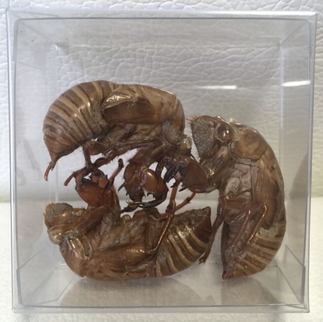 セミの抜け殻 3匹セット ぬけがら セミの抜け殻 3匹セット ぬけがら