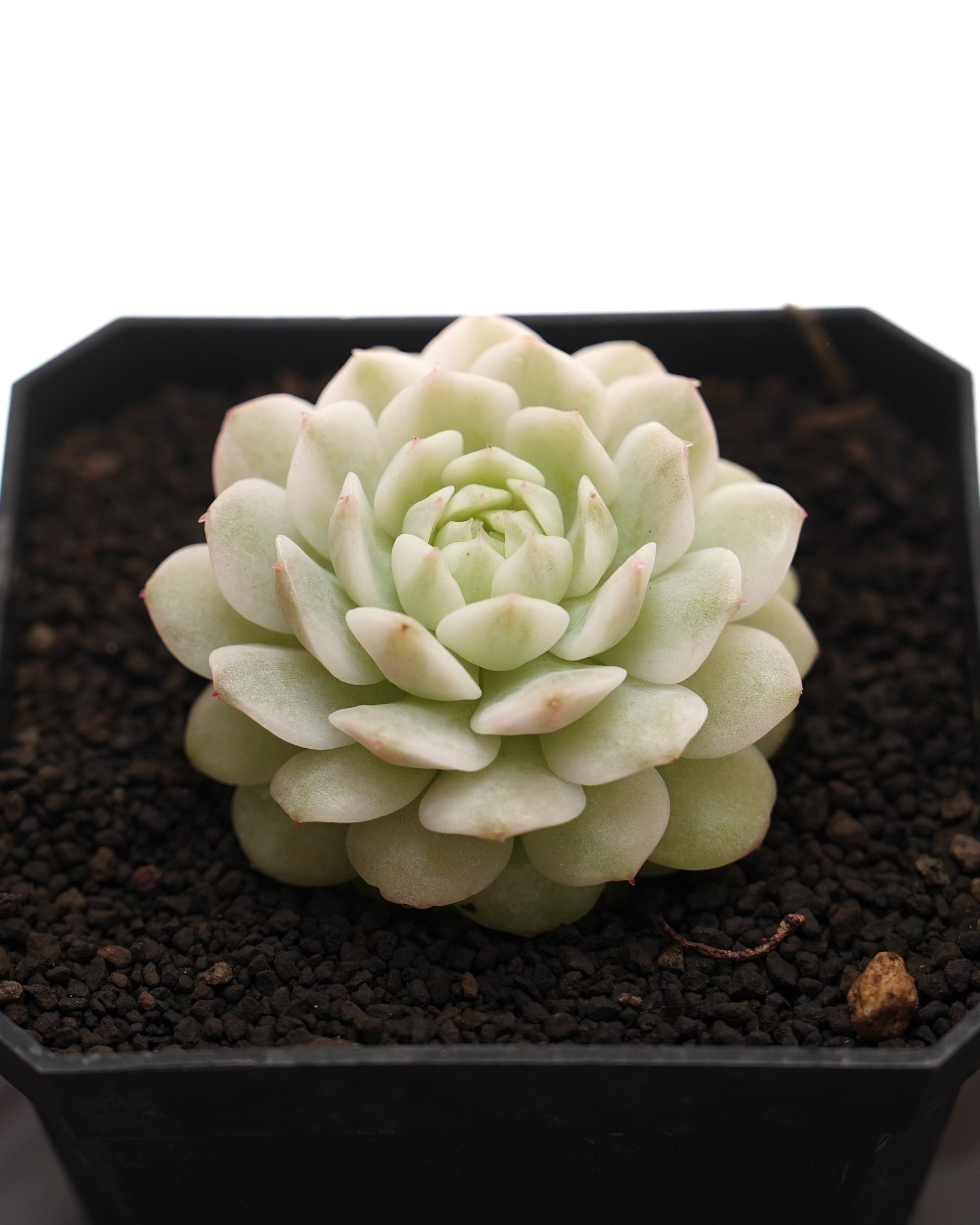 カット苗 静夜錦 Echeveria derenbergii f.variegata | PUKUBOOK