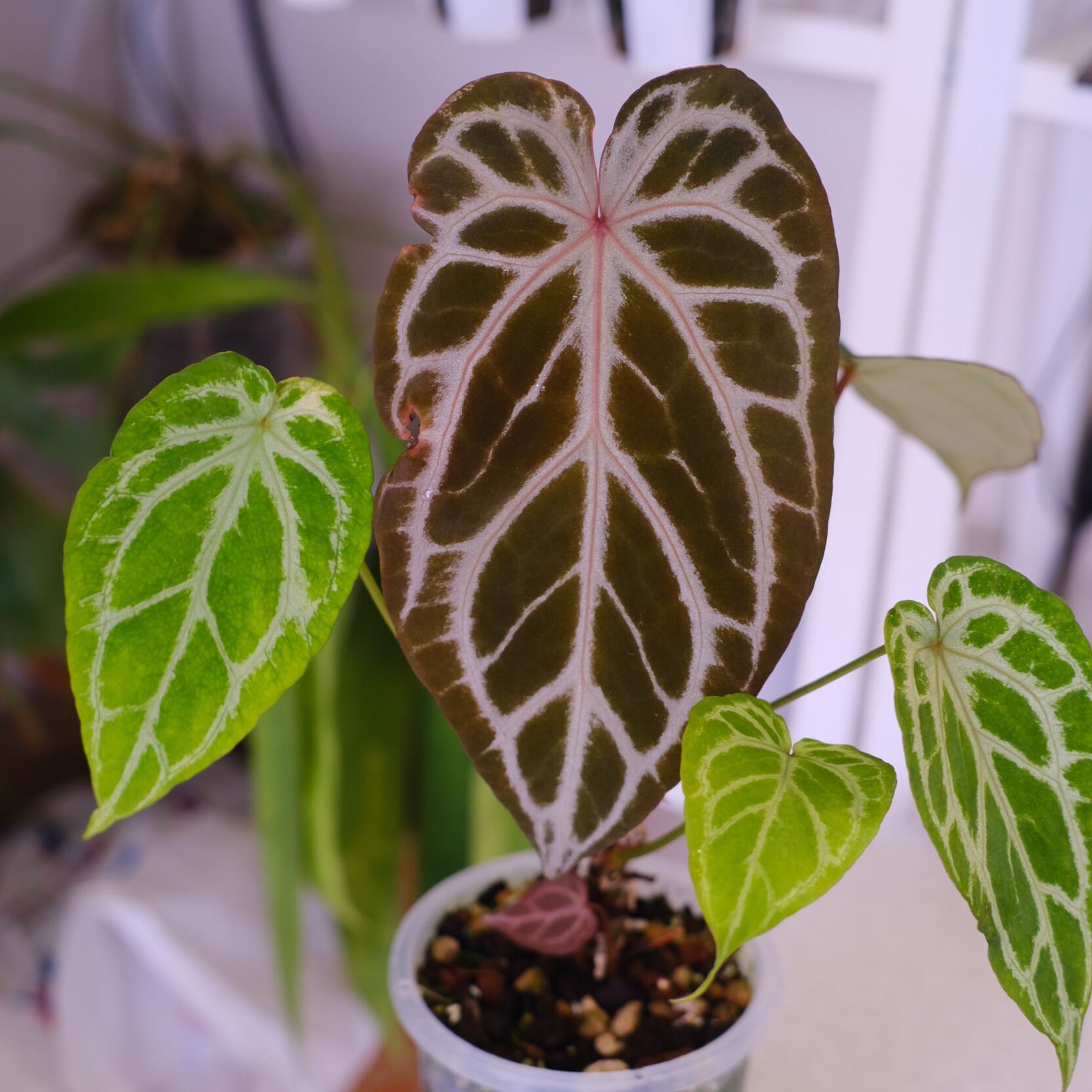 アンスリウム / Anthurium | tokyoplants / 観葉植物専門店