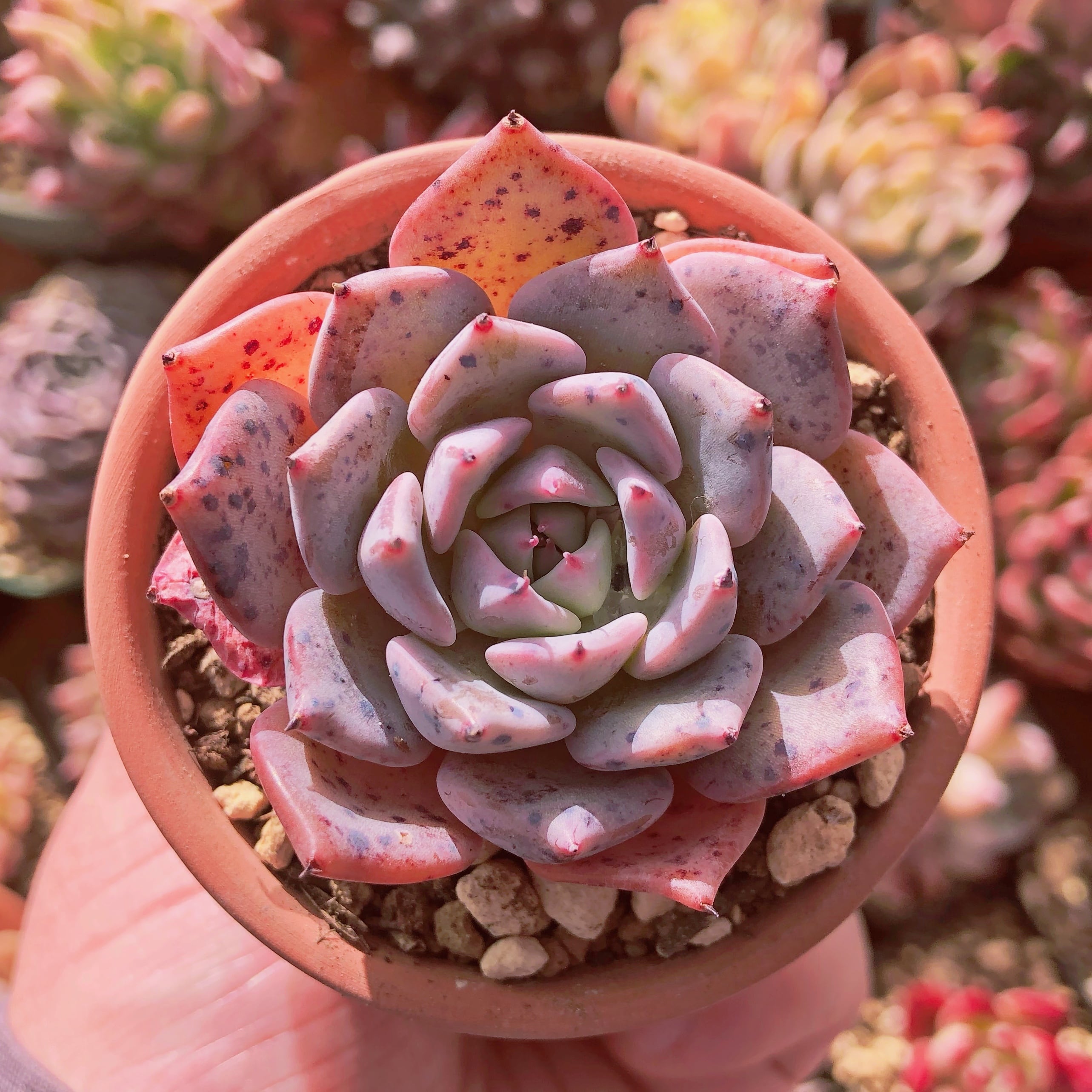 多肉植物　ノヴァ xラウイ　