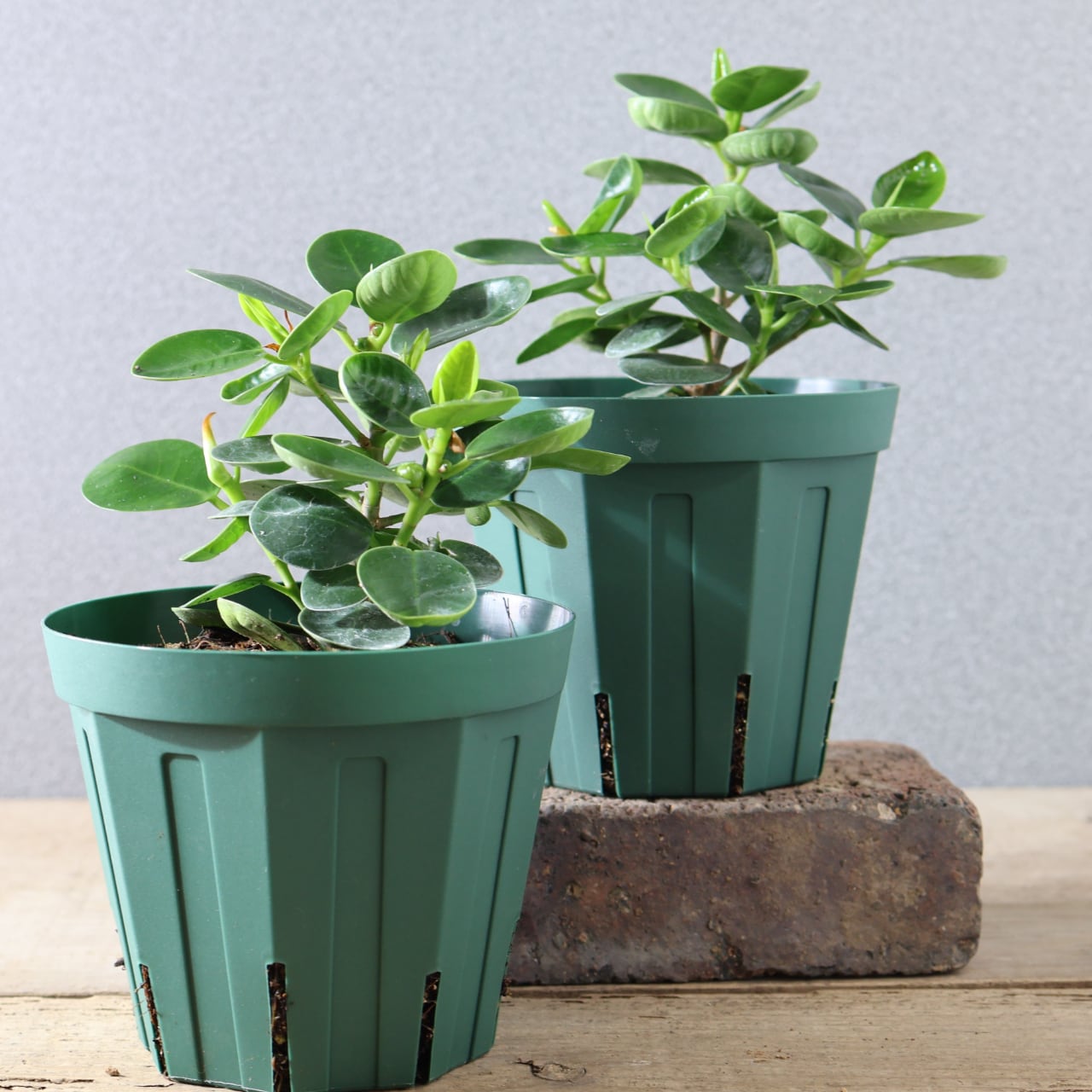 512『パンダガジュマル』 観葉植物【送料無料】 | MARX PLANTS | 観葉
