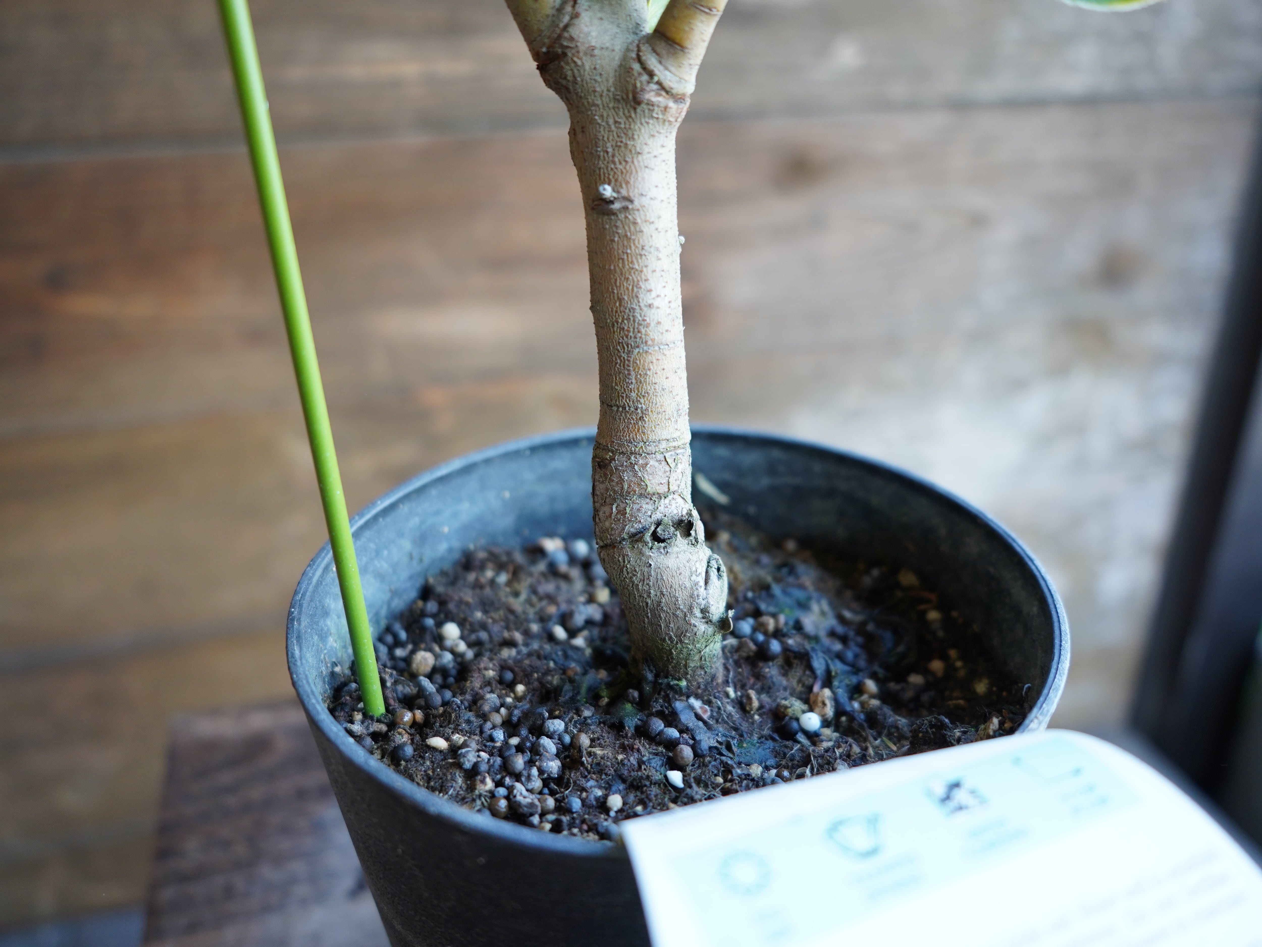 【現物】プロテア　"ピンクパール"