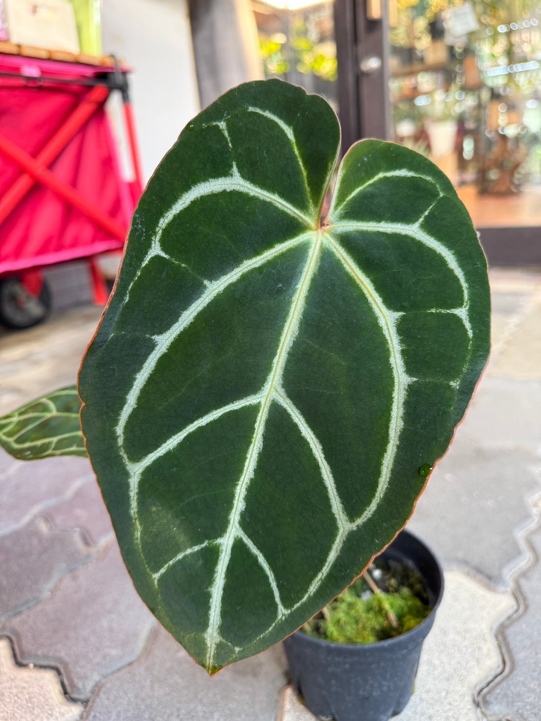 観葉植物と雑貨のお店 VIVAGREEN