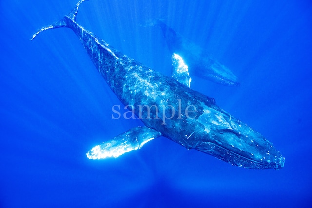 クジラ奄美大島 メタルプリントM 海響(MIKI)エネルギーフォト　