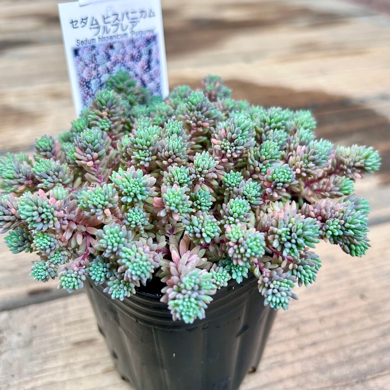 ヒスパニカム プルプレア | RuPo 多肉植物専門店