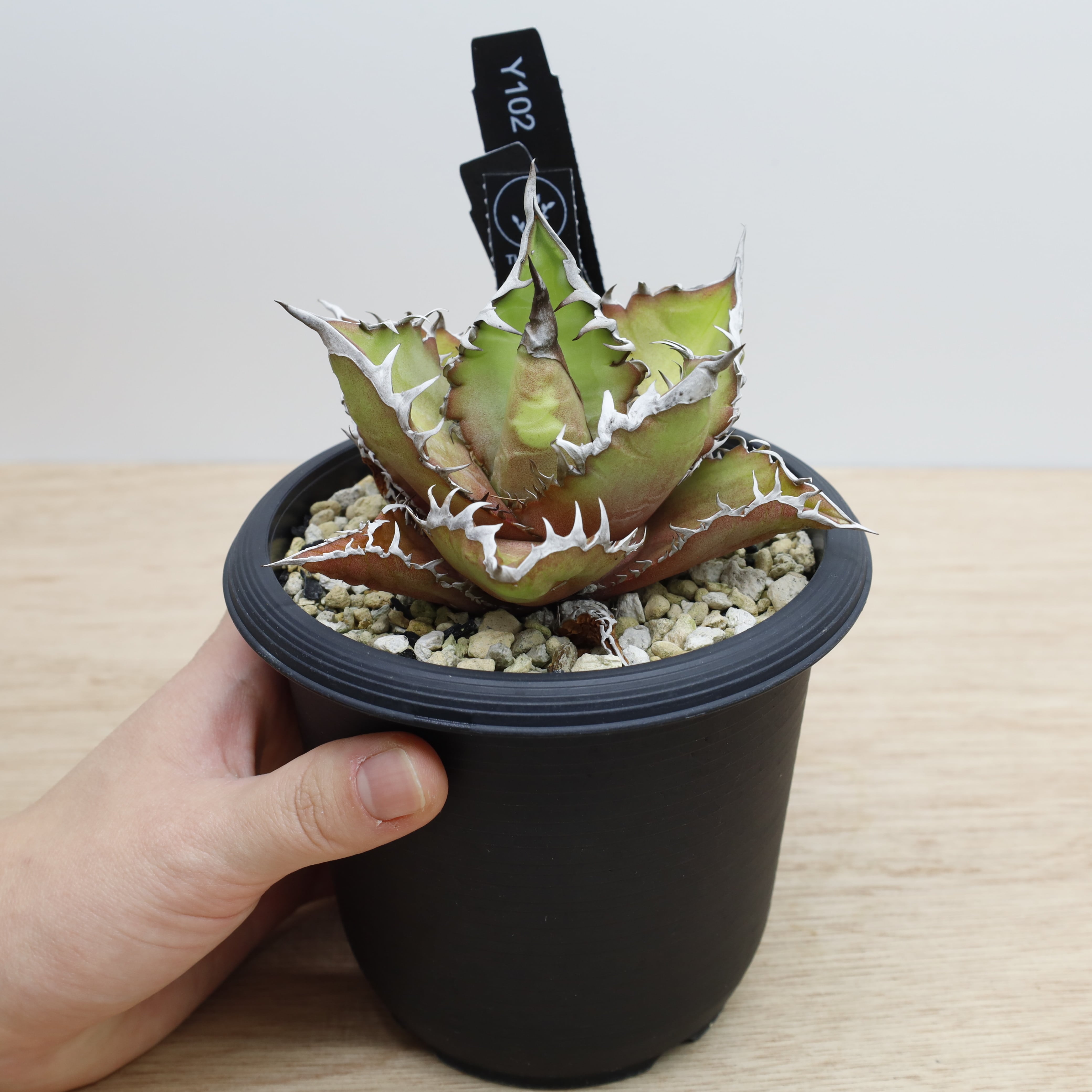 アガベ　チタノタ　大株　国産古株 アガベ チタノタ FO-76 国産古株 | THE CORE