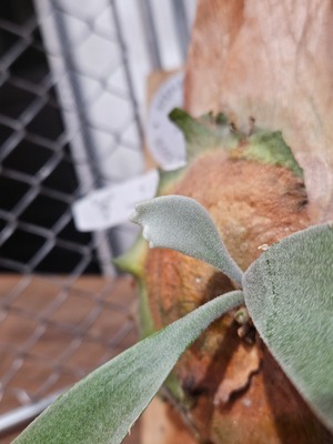 P.willinckii 印尼野採爪哇【artPLANTs/PLANTS GARAGE 】ビカクシダ/Platycerium