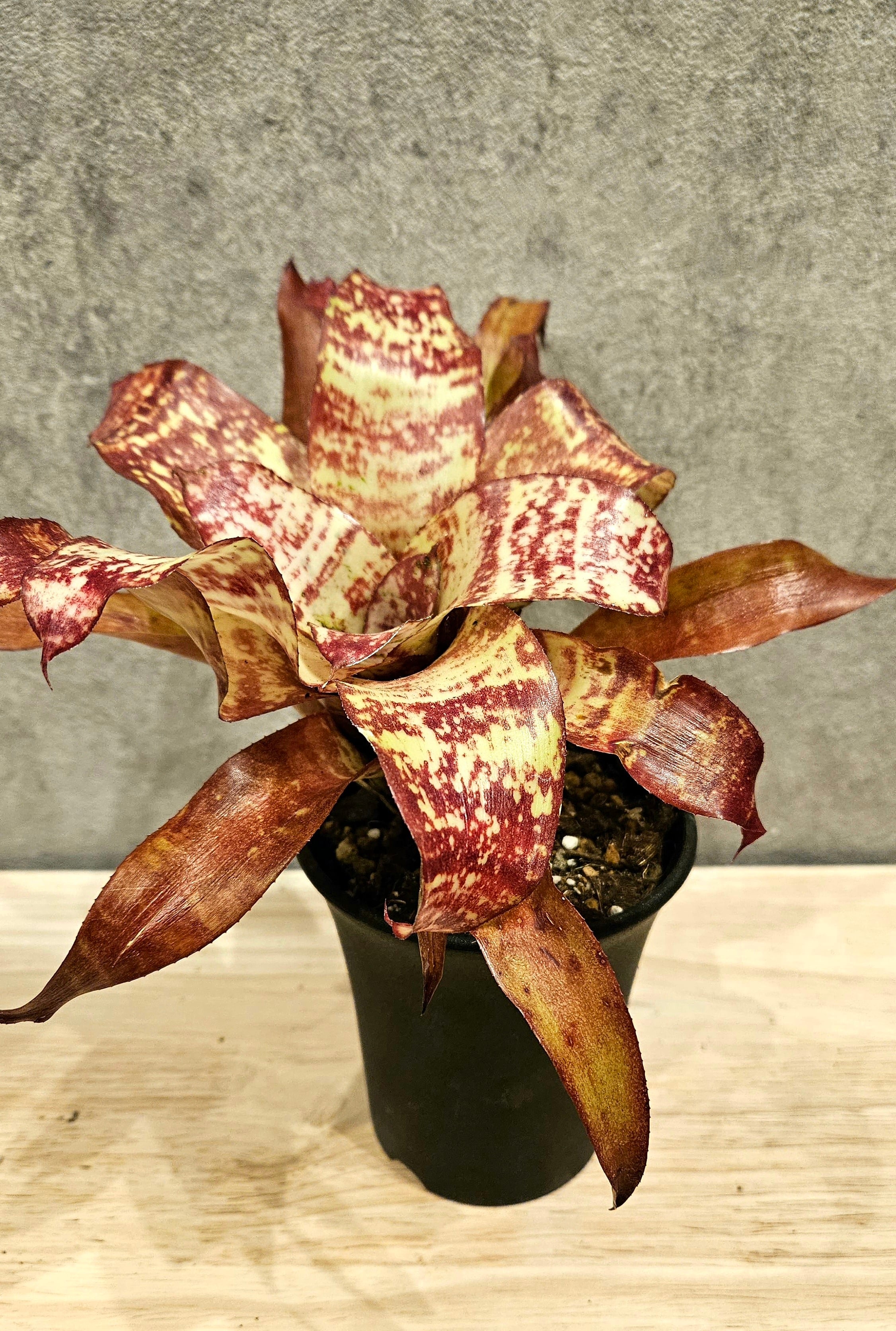 ネオレゲリア・デメター Yahoo!オークション - ネオレゲリア・デメタ Neoregelia Demeter