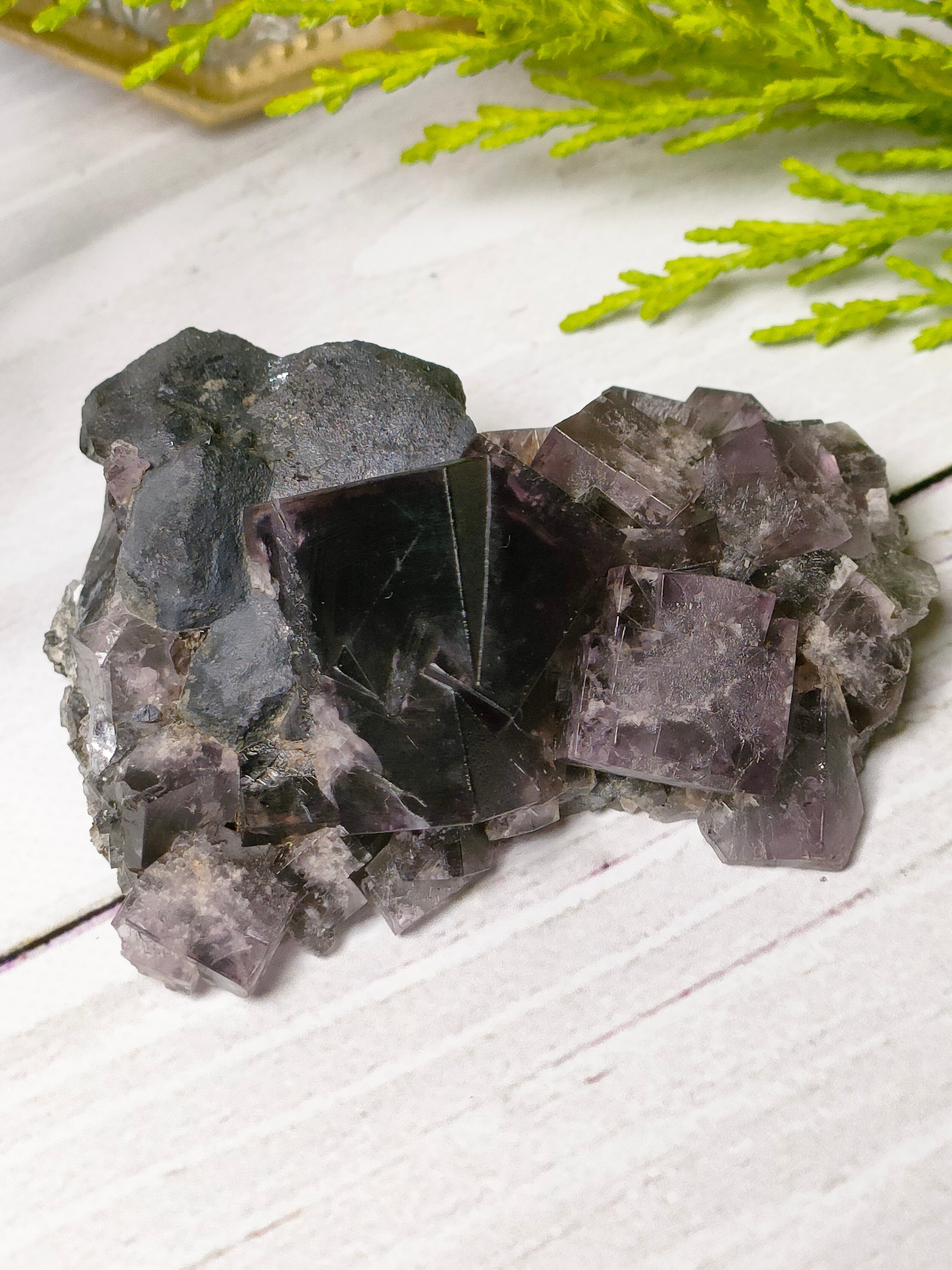 フローライトwithGALENA!