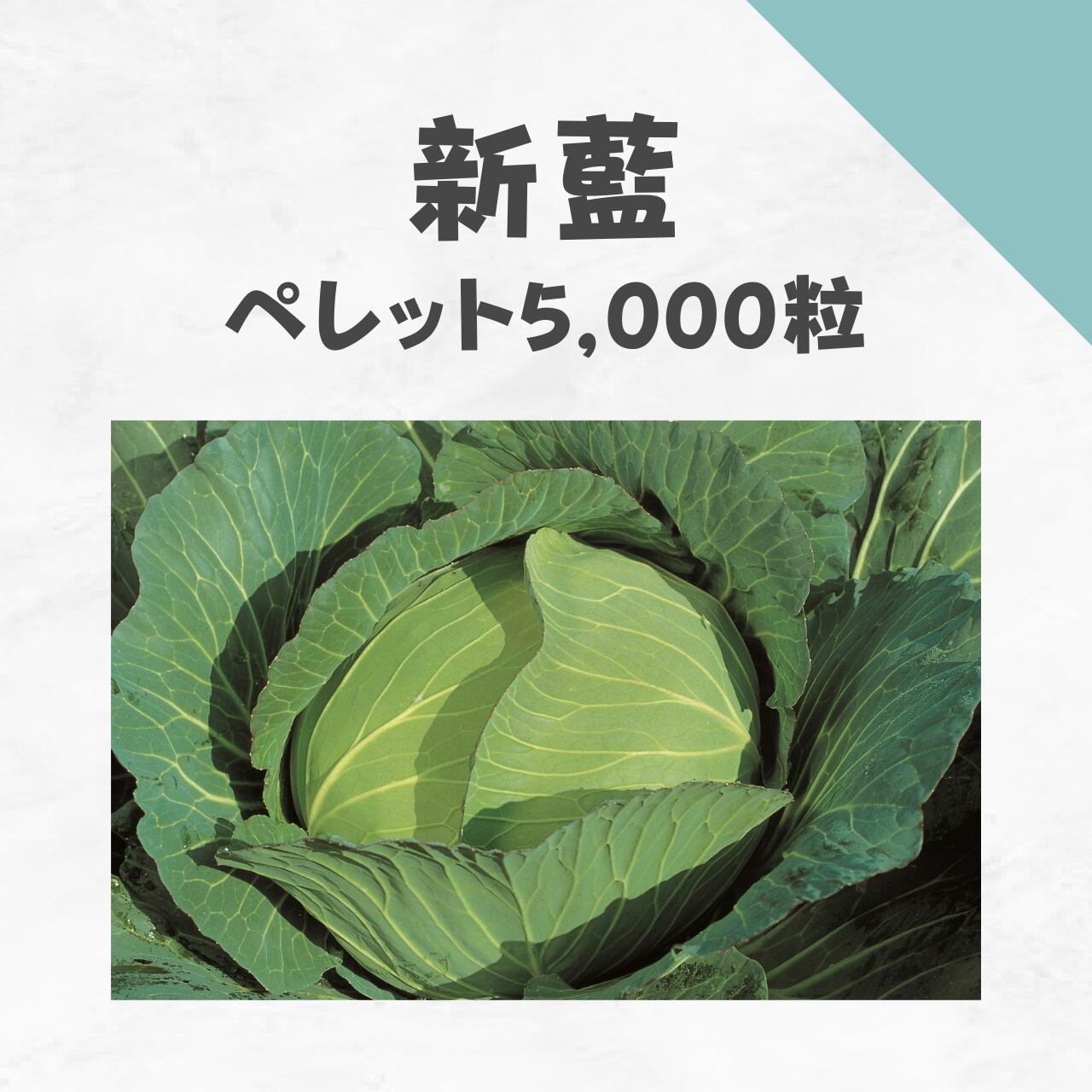 新藍 キャベツ種子・ペレット5,000粒