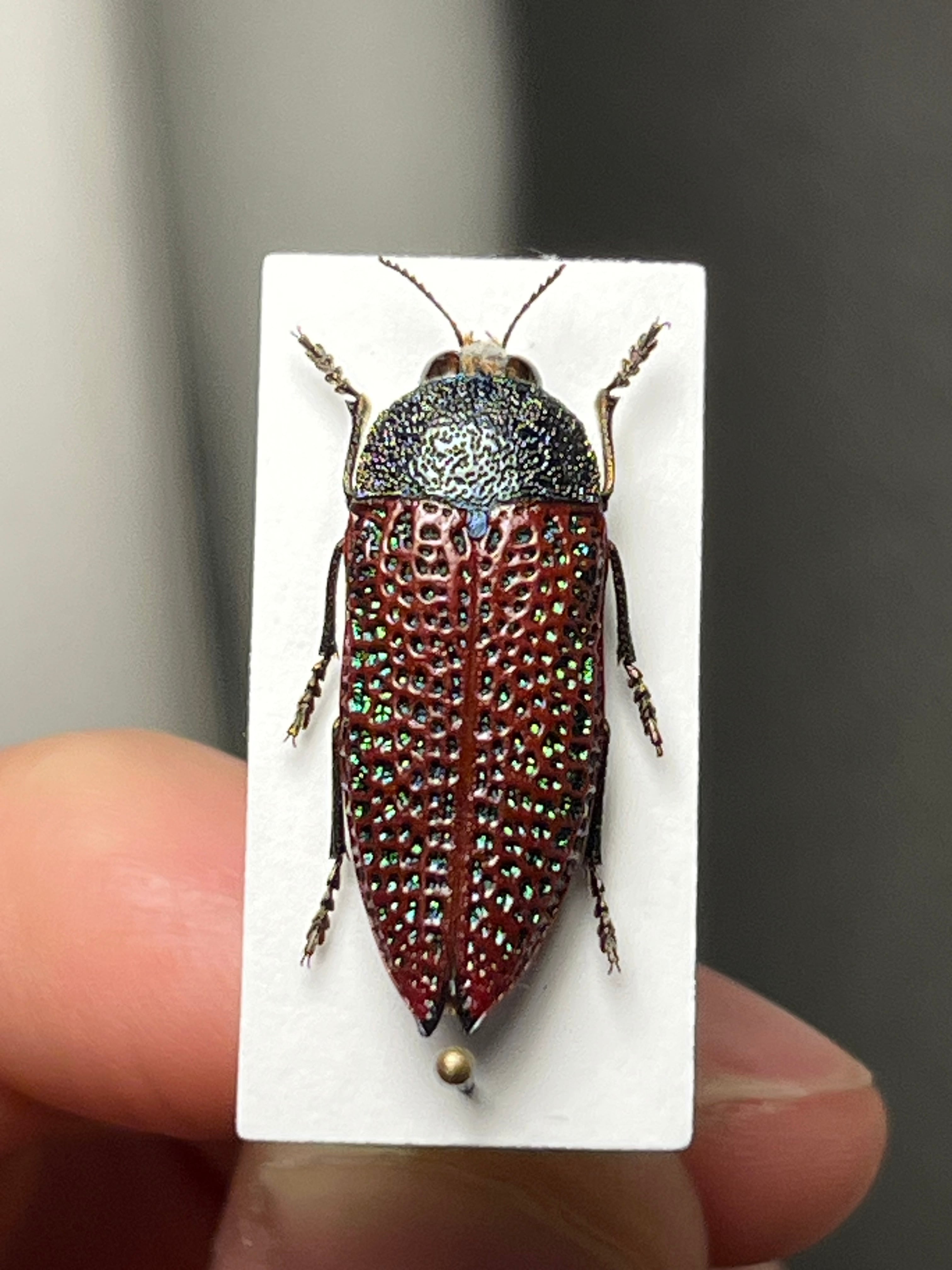 国産甲虫 大量セット カミキリ クワガタ コガネ コメツキ タマムシ ゴミムシ他 23mm】キラキラアラメムカシタマムシ 昆虫標本 標本 甲虫 カミキリ